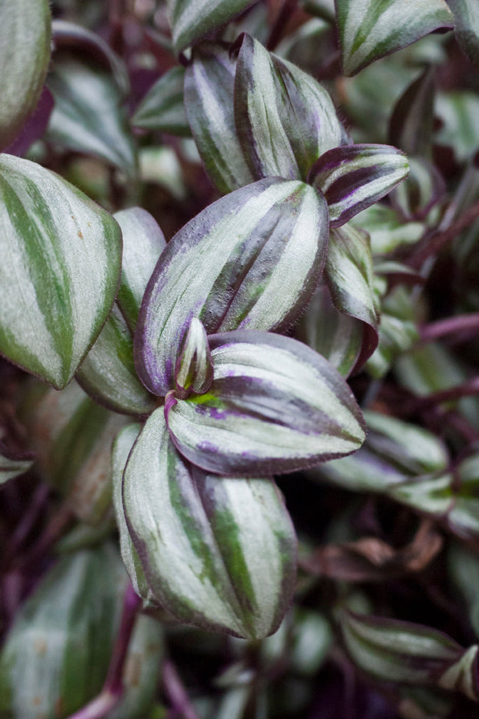 Close-up of a Tradescantia zebrina wavy leafed plant with purple and green leaves. ©Sprout Home