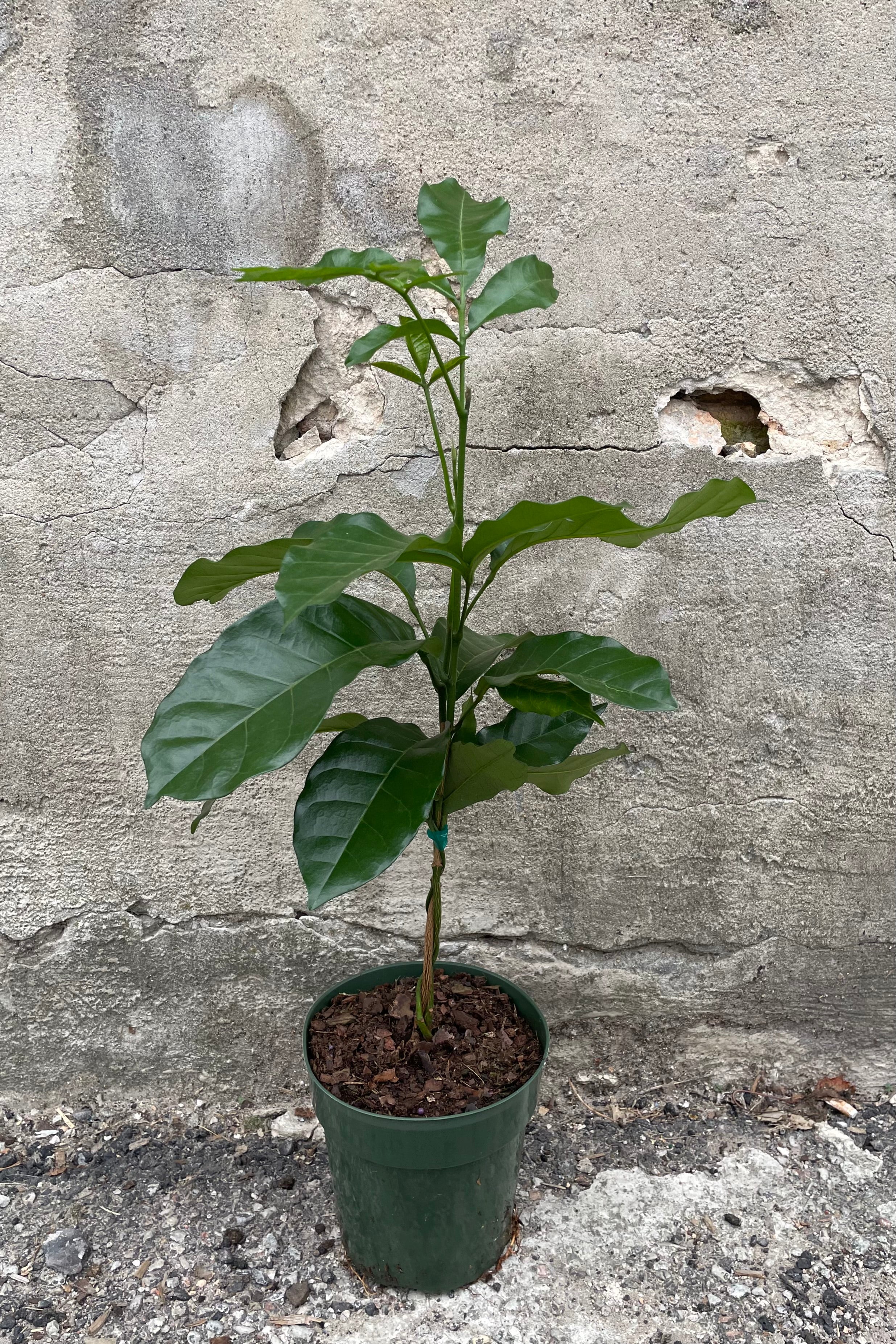 Trichilia emetica plant in a 6" growers pot against a concrete wall.