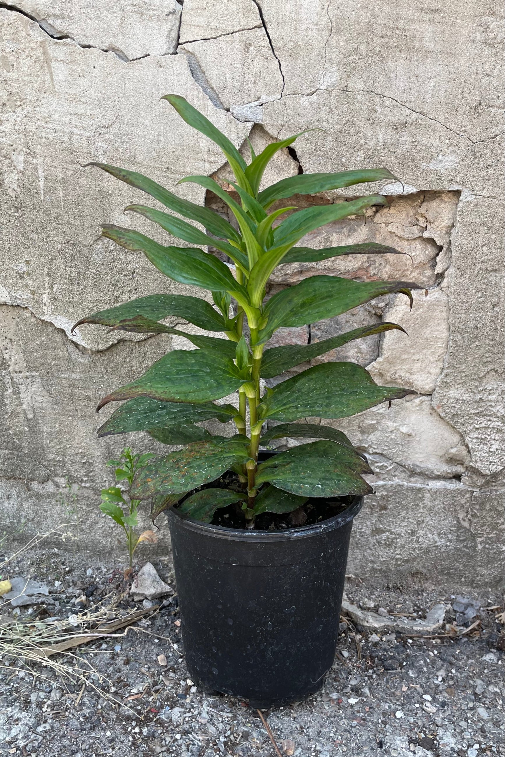Tricyrtis 'Dark Beauty' in a #1 pot the beginning of June against a concrete wall. ©Sprout Home