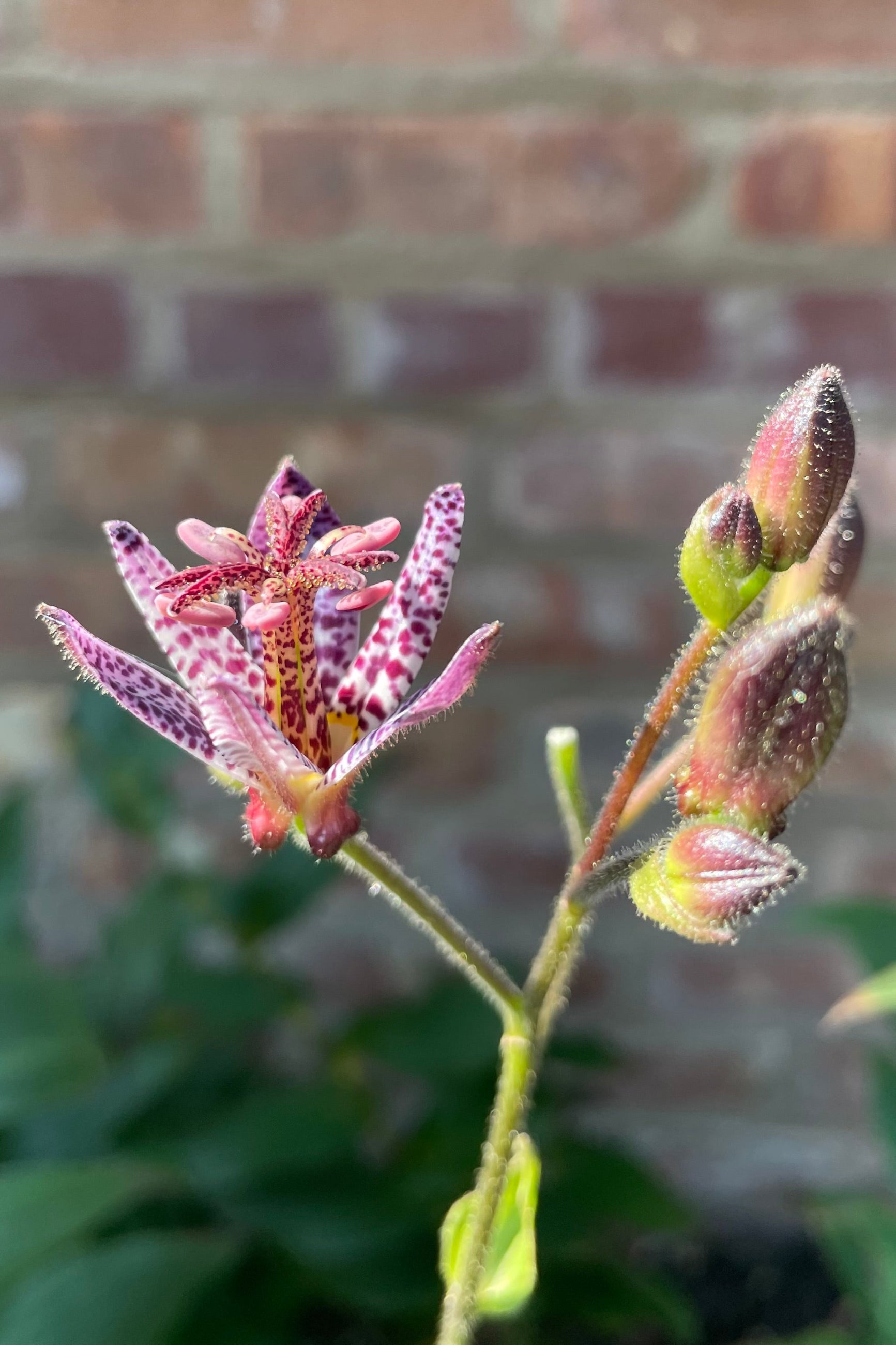 The small purple spotted flowers of the Tricyrtis 'Dark Beauty' the middle of August. ©Sprout Home
