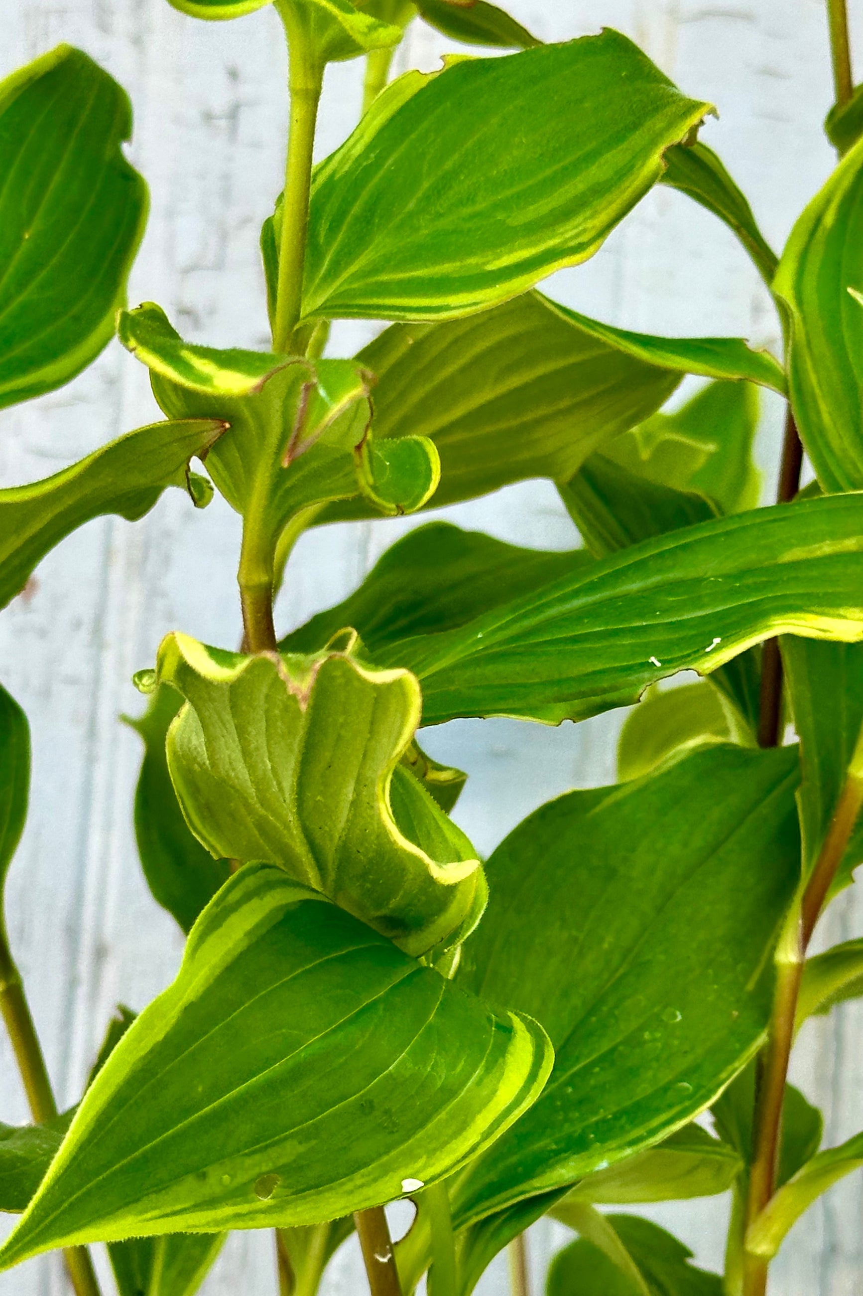An up close image of the green and chartreuse leaves of the Tricyrtis starting to bud the middle of July. ©Sprout Home