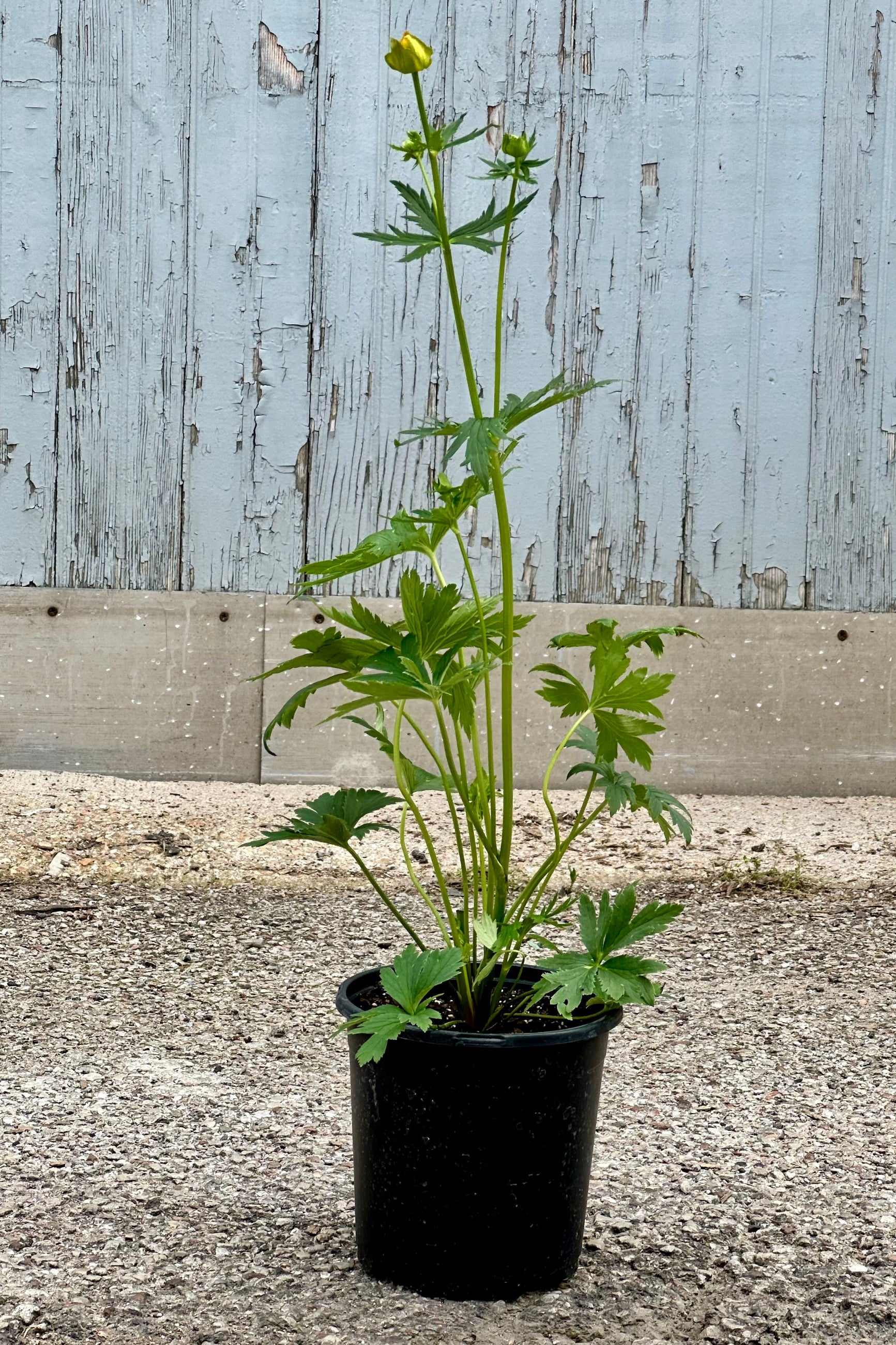 Trollius 'Golden Queen' in a #1 growers pot the begging of June just starting to flower. ©Sprout Home