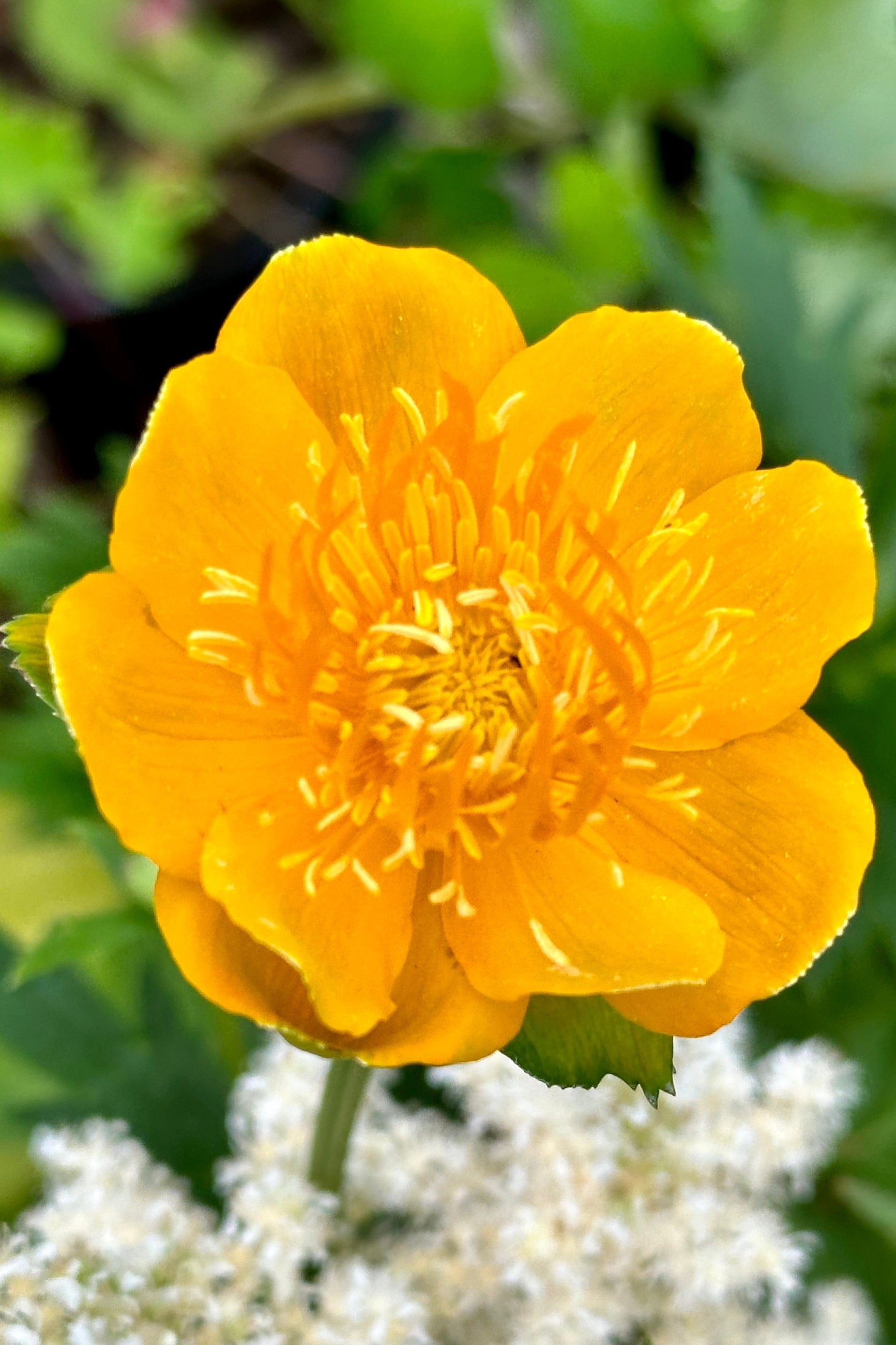 Trollius yellow flower open and up close the beginning of June ©Sprout Home