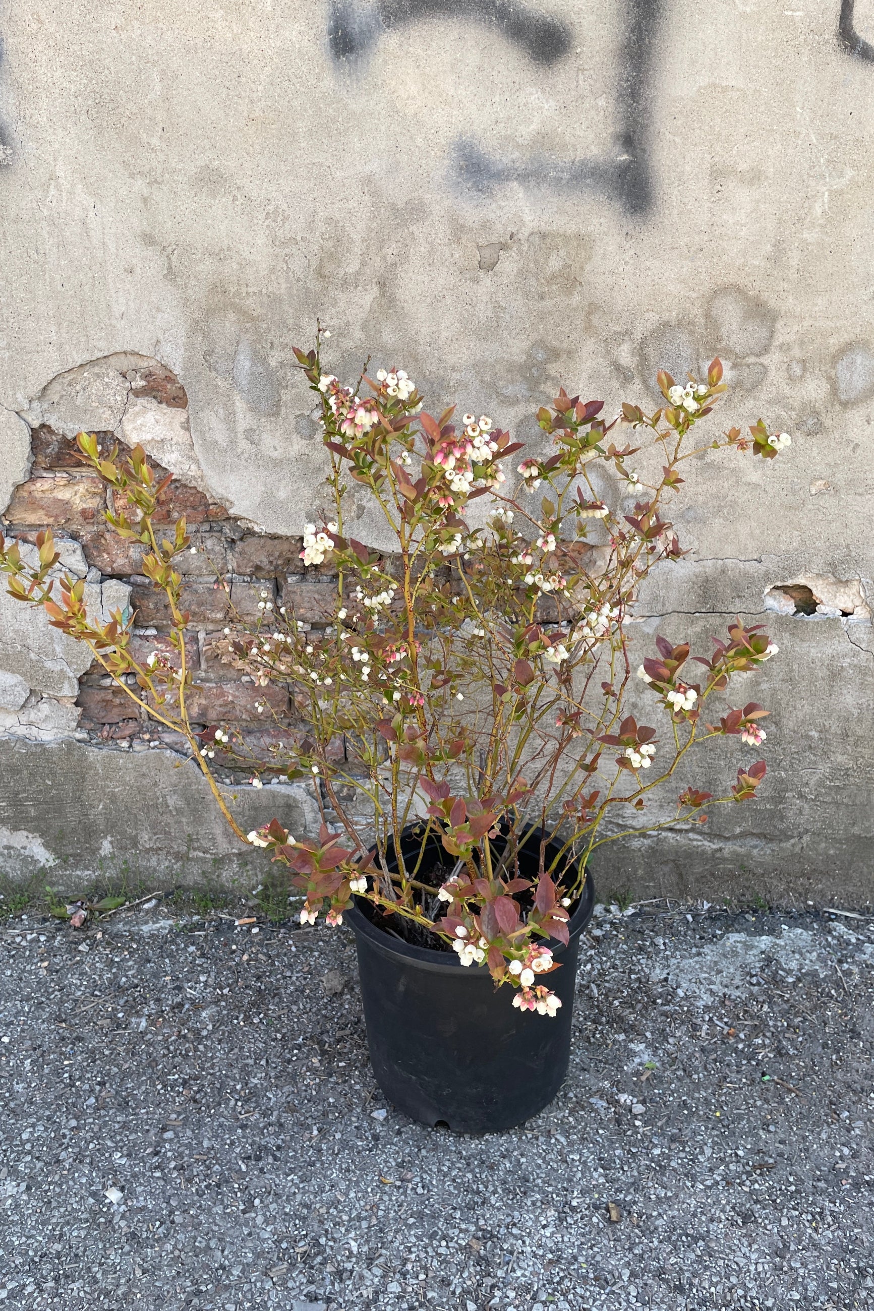 'Polaris Chippewa Northland' blueberry bush in late April with its white flowers against a concrete wall. ©Sprout Home