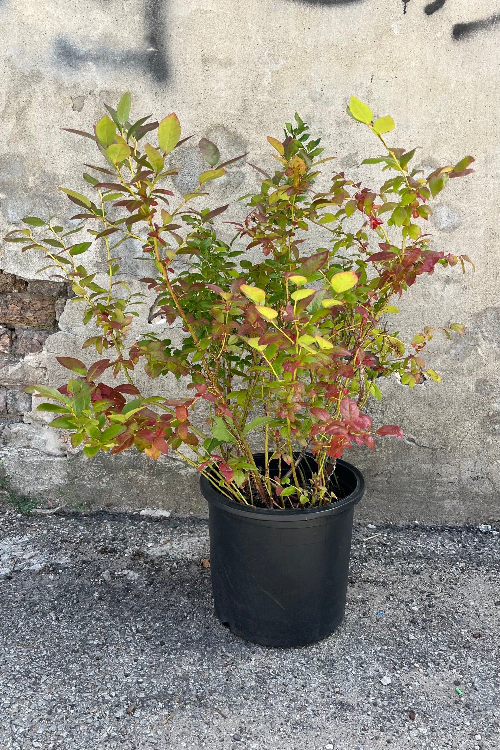 Vaccinium 'Polaris Chippewa Northland' blueberry shrub showing the leaves started to turn red at Sprout Home mid August ©Sprout Home