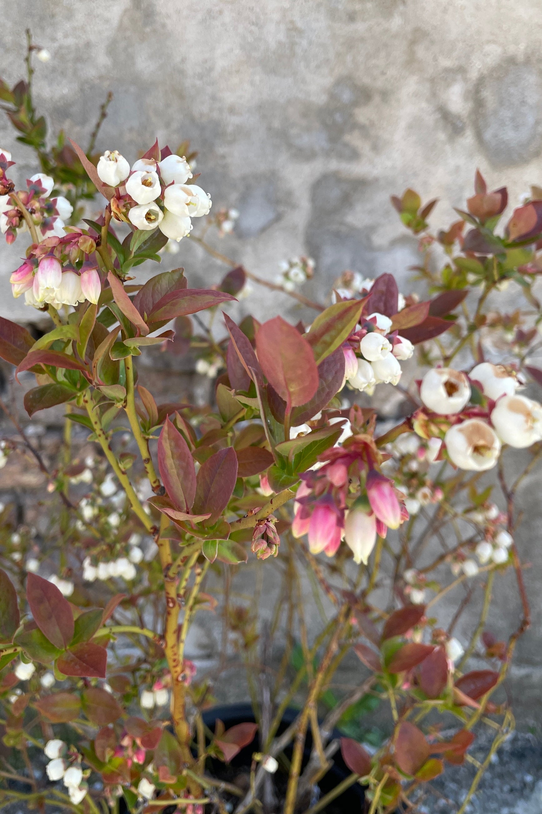The late April white flowers on the 'Polaris Chippewa Northland' Vaccinium. ©Sprout Home