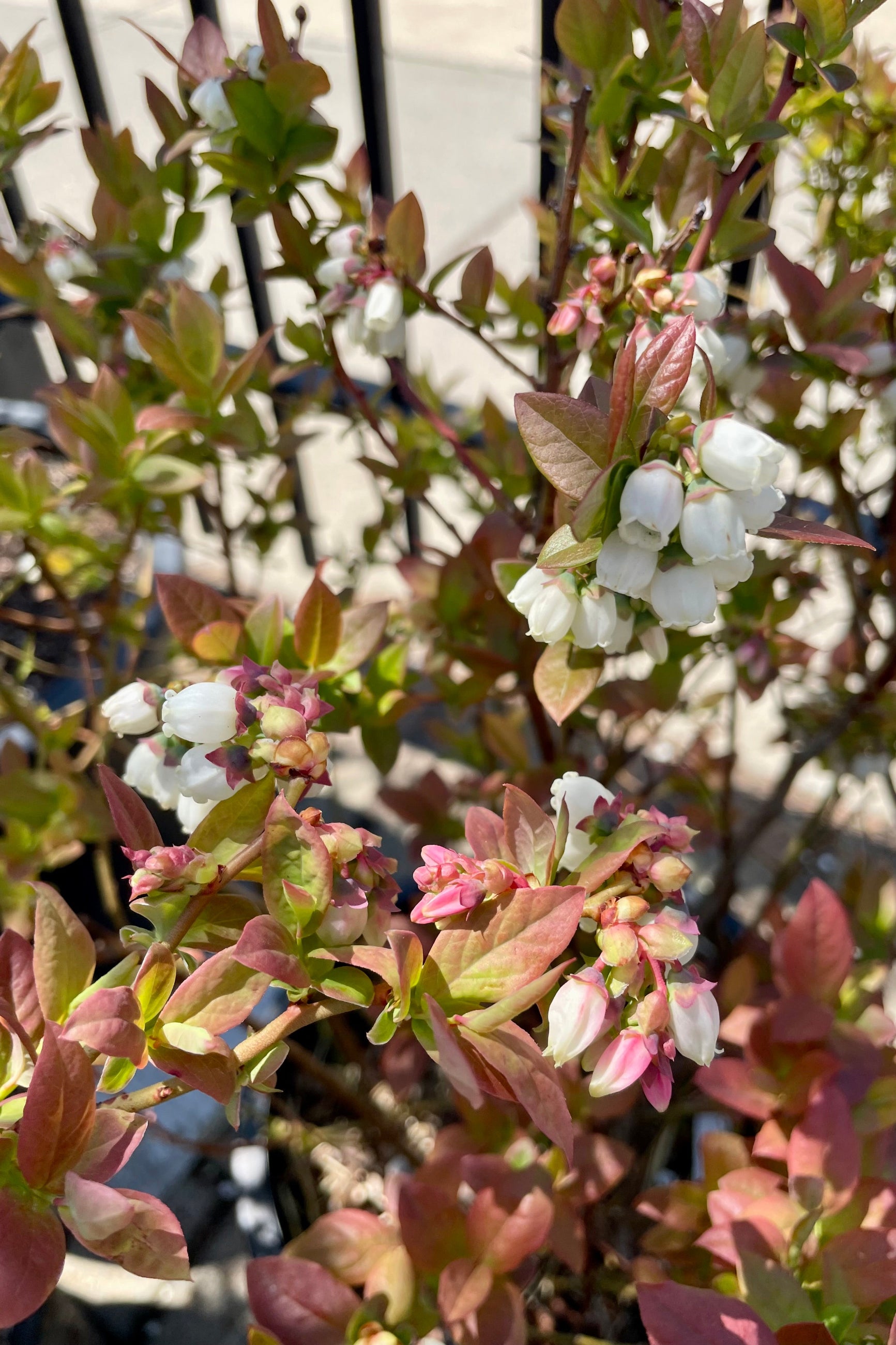 The white bloom of the 3 in 1 Blueberry the end of April / beginning of May at Sprout Home. ©Sprout Home