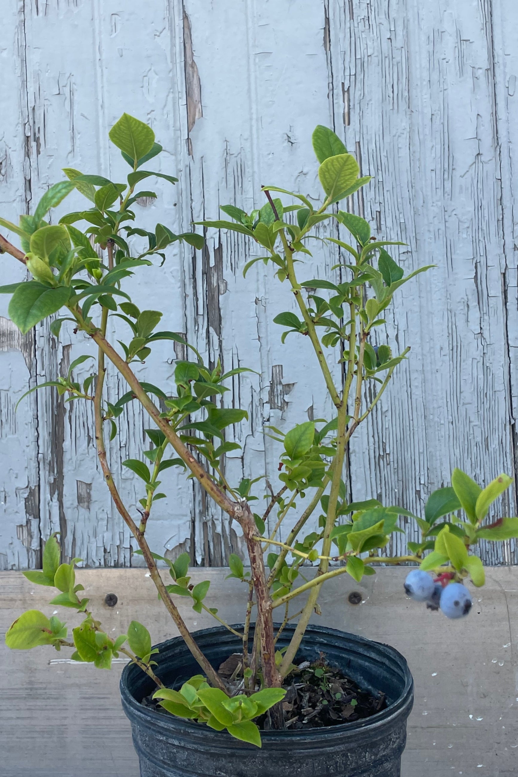 Photo of a young blueberry bush in early July. IT is shown in a black pot in front of a gray wall and hold some clusters of blueberries. ©Sprout Home