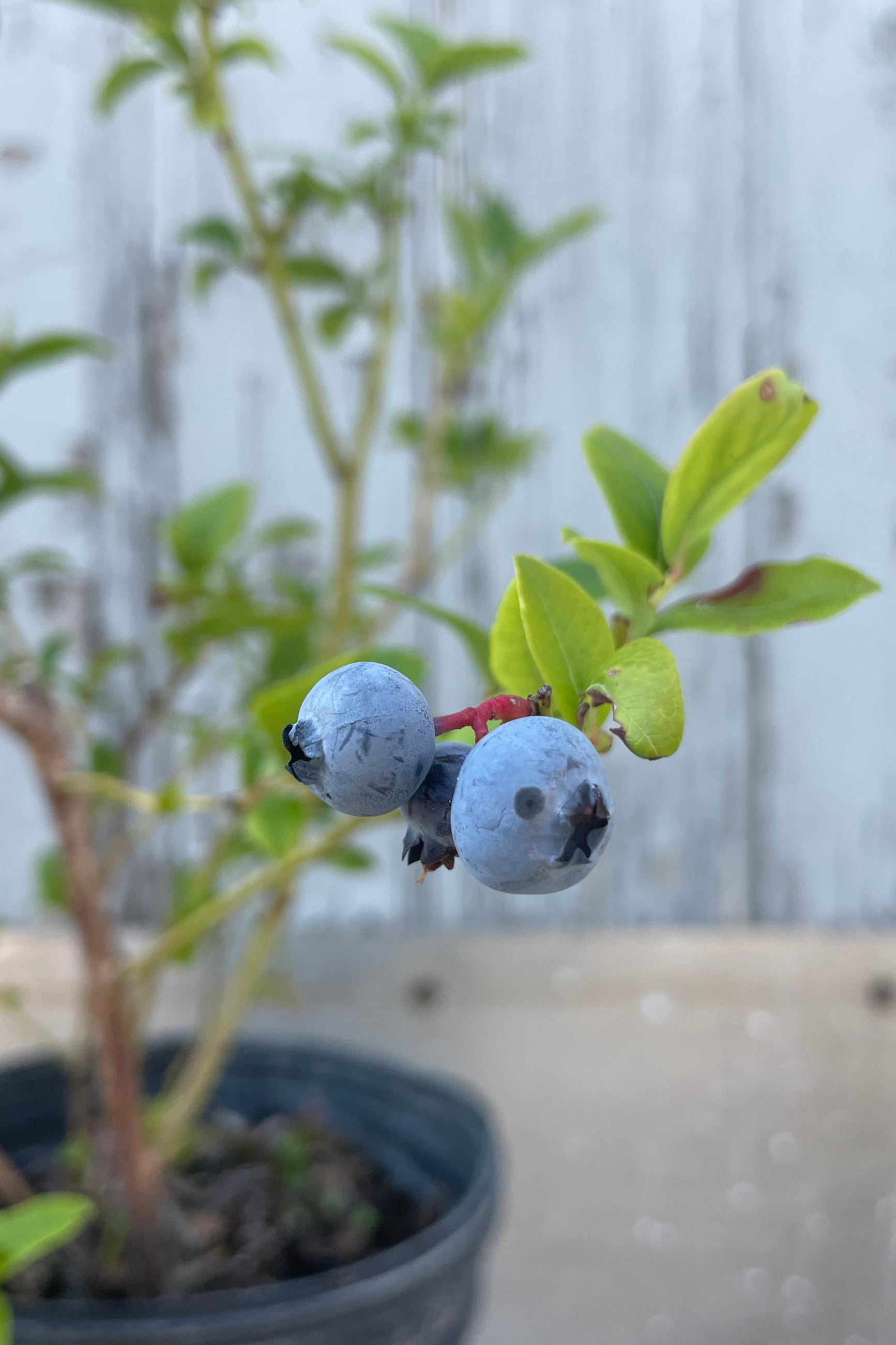 Blueberries on a plant with a blurred gray background. Vacinum 'Bluecrop' in early July ©Sprout Home