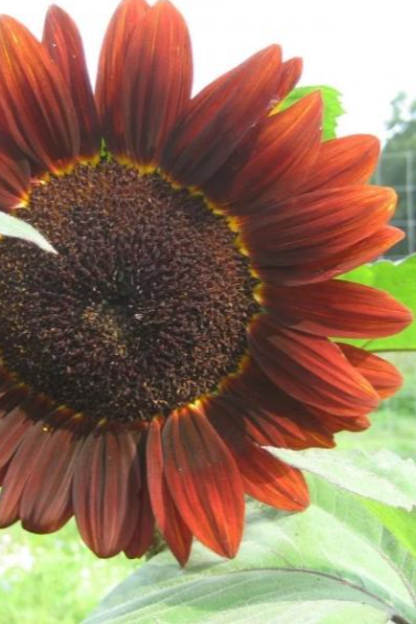 A velvet queen sunflower up close with its burgundy brown petals by Hudson Valley Seed co ©Hudson Valley Seed Co.