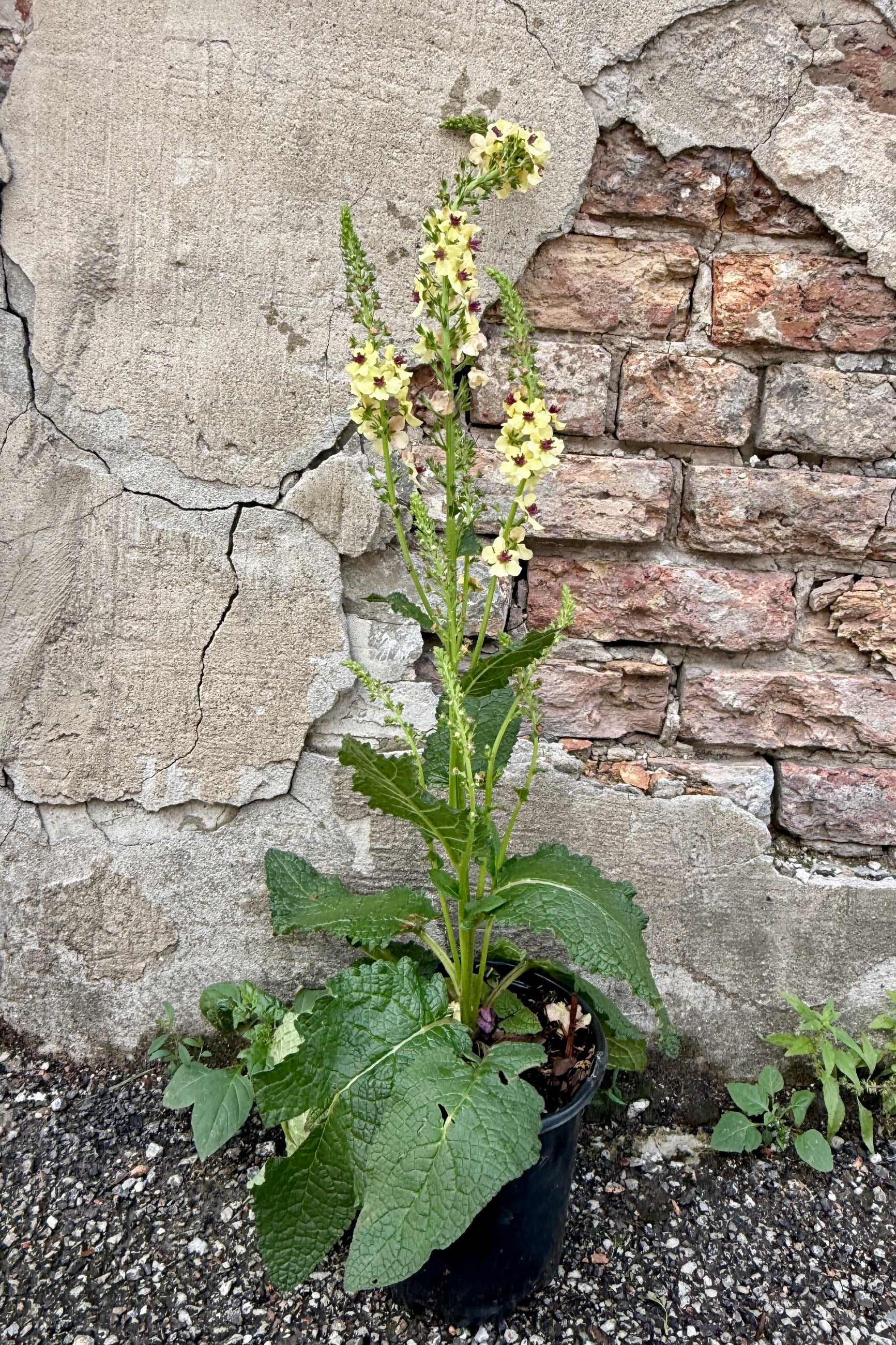 Verbascum 'Southern Charm' in a #1 growers pot the middle of June with yellow flowers against a stone wall. ©Sprout Home