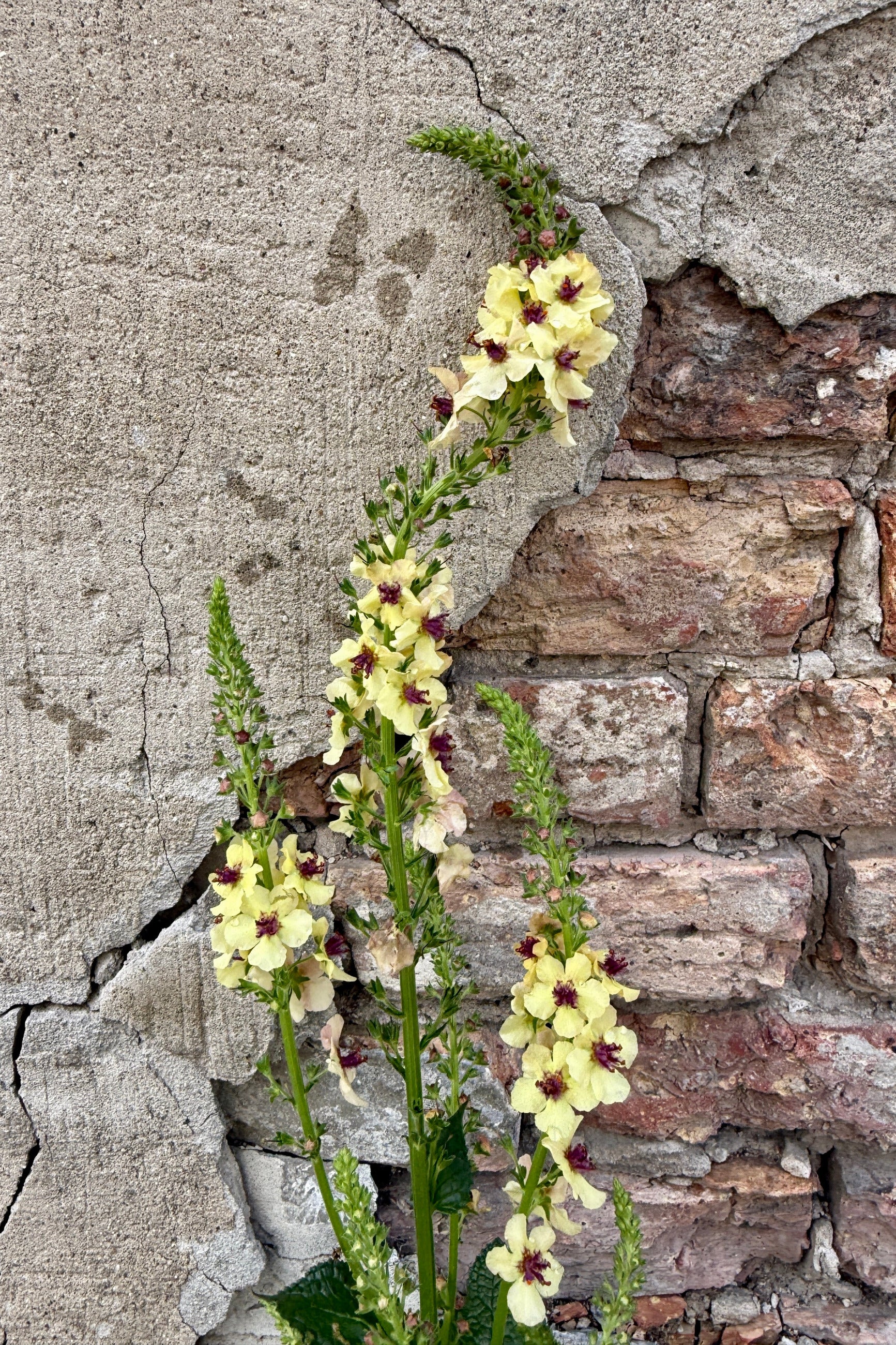 Verbascum 'Southern Charm' Yellow flowers with brown centers against a textured stone wall the middle of June ©Sprout Home