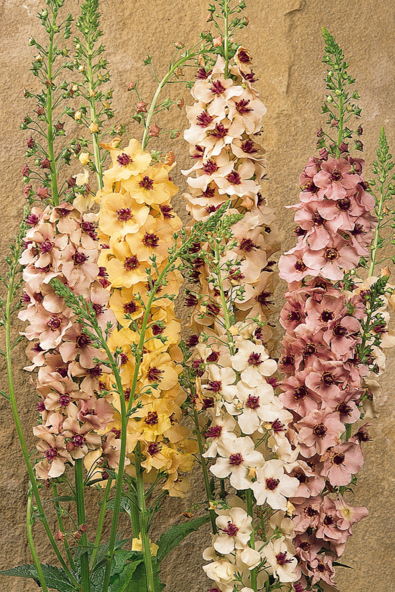 Verbascum 'Southern Charm' flowers in bloom and up close ©Ball Seed