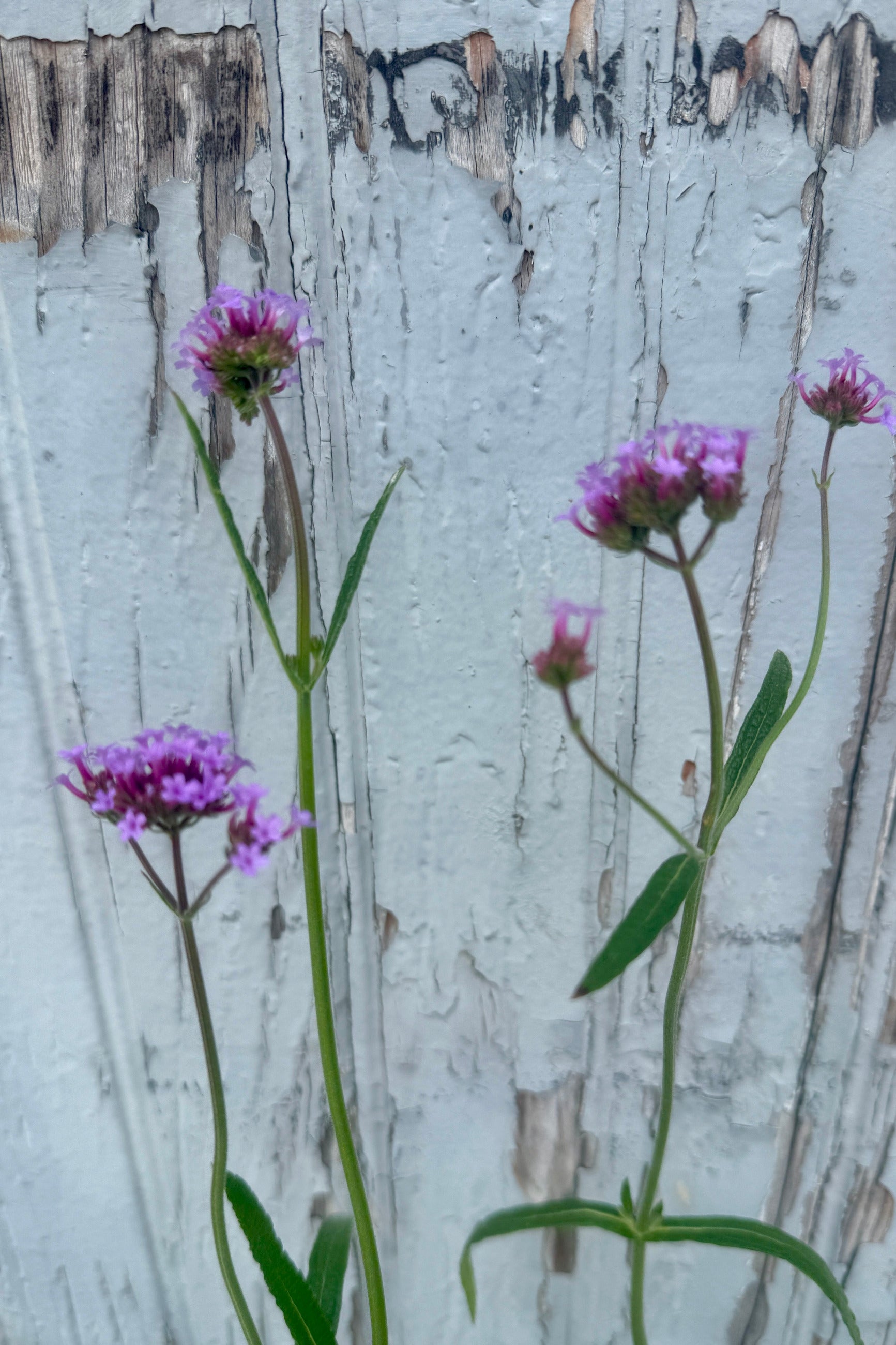 Verbena bonariensis Purple flowers with green stems growing against a weathered white wooden fence the end of July ©Sprout Home