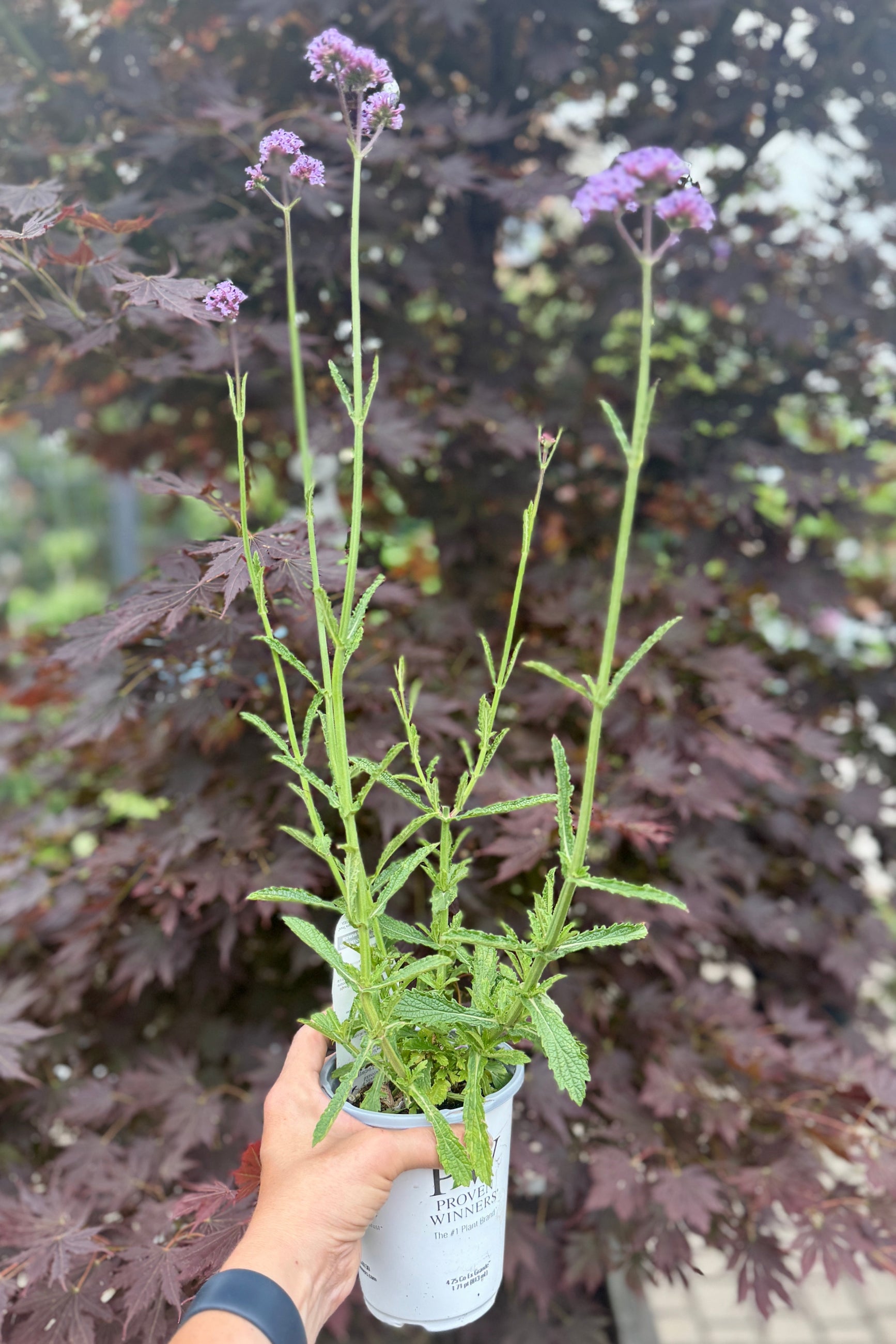 Verbena 'Meteor Shower' 4.5" mid June in bloom ©Sprout Home