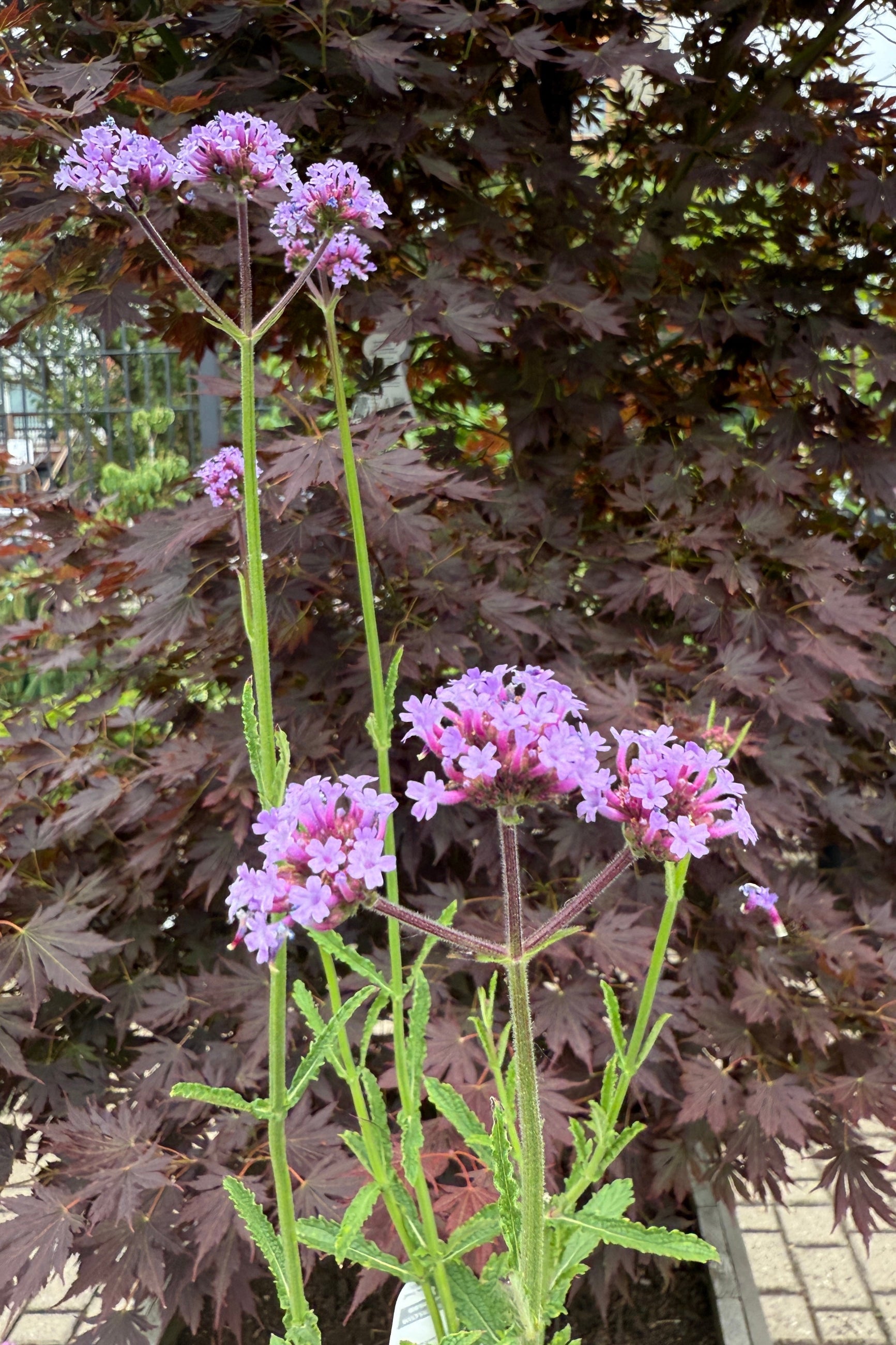 Verbena 'Meteor Shower' 4.5" mid June in bloom ©Sprout Home