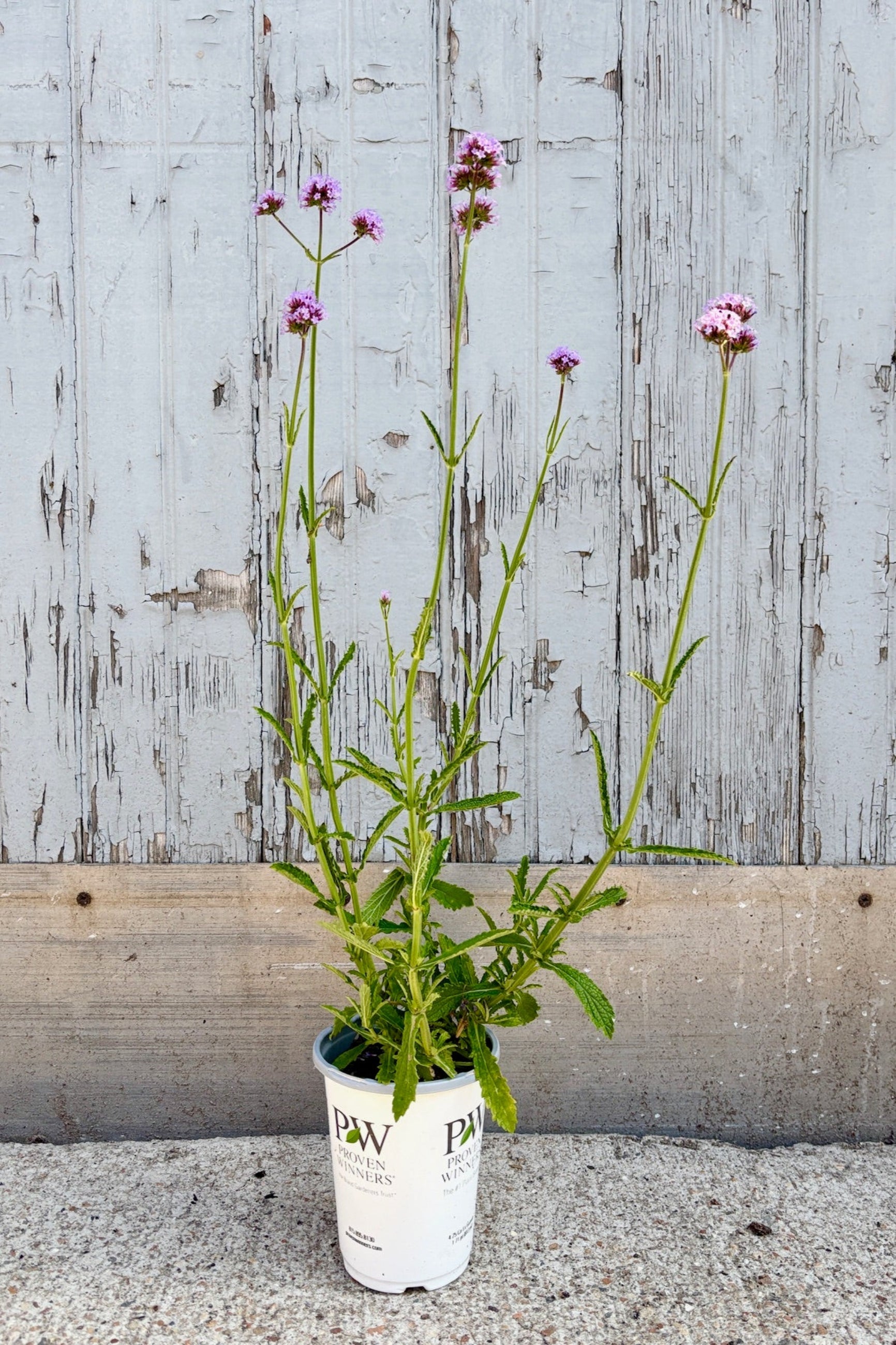 Muti-stalk Verbena plant with purple flower clusters against a grey wall ©Sprout Home