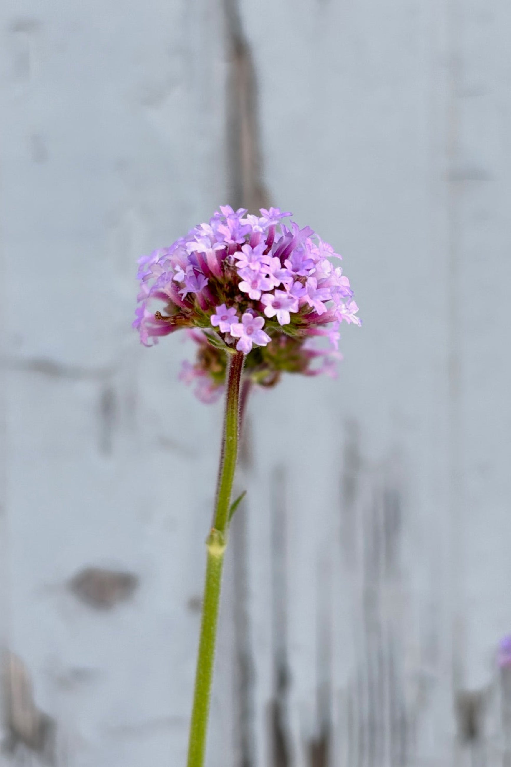 Close up of purple flower cluster on Verbena plant ©Sprout Home