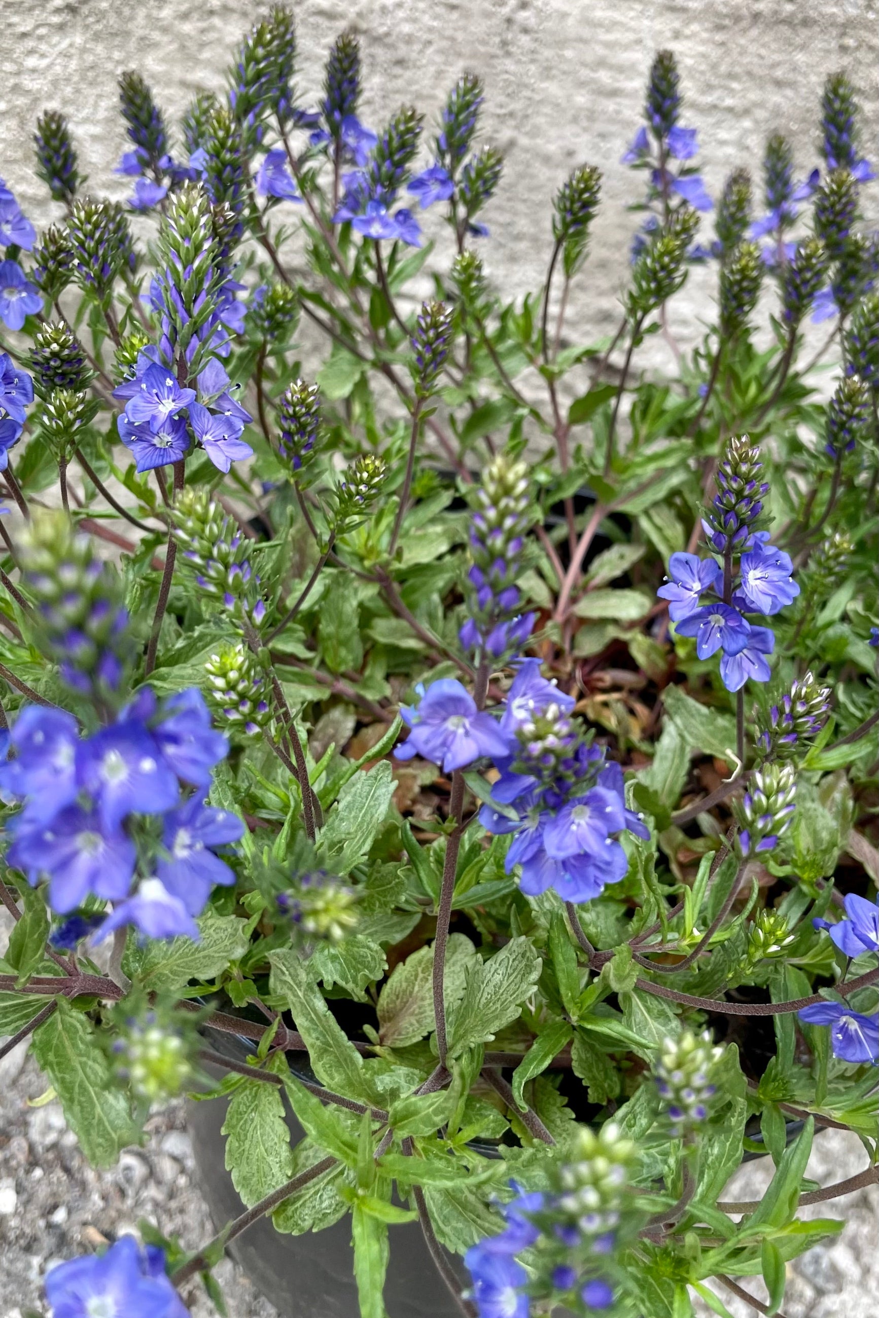 The blue purple flowers of the Veronica 'Blue Yonder' in full bloom the beginning of May ©Sprout Home