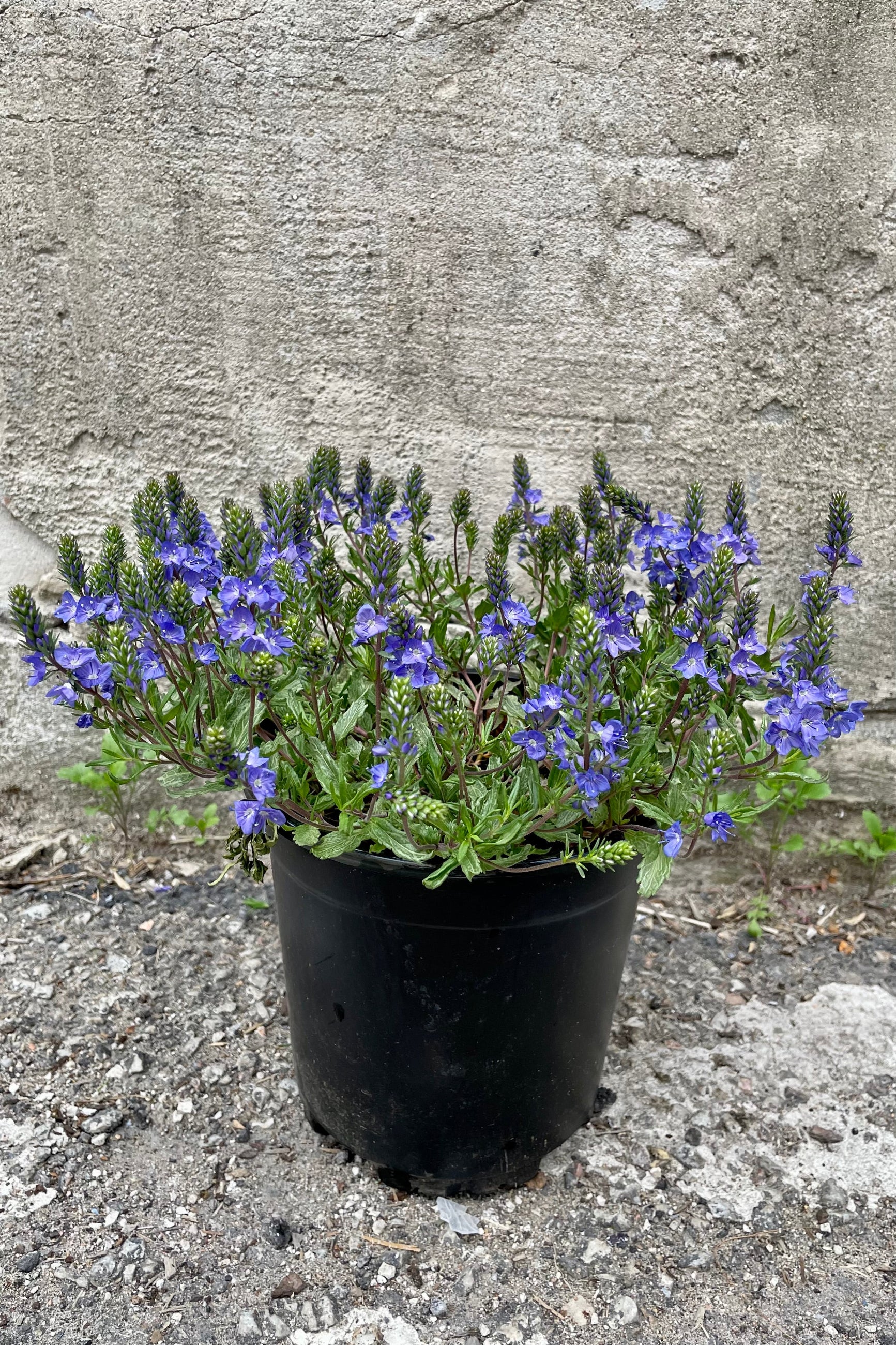 Veronica 'Blue Yonder' in full bloom showing the blue flowers above the green foliage the beginning of May in a #1 growers pot. ©Sprout Home