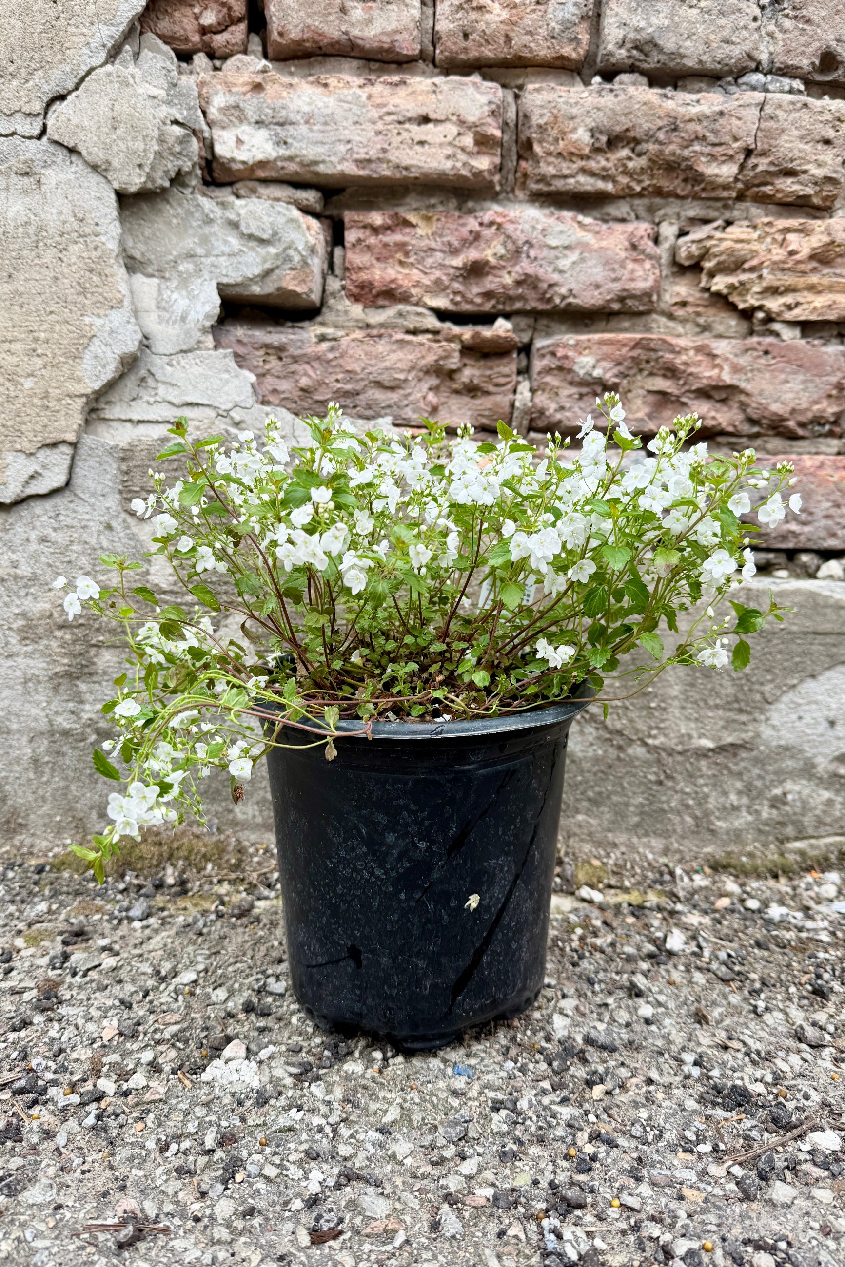 Veronica 'Whitewater' plant in a #1 growers pot with white flowers the beginning of May in front of a stone wall ©Sprout Home