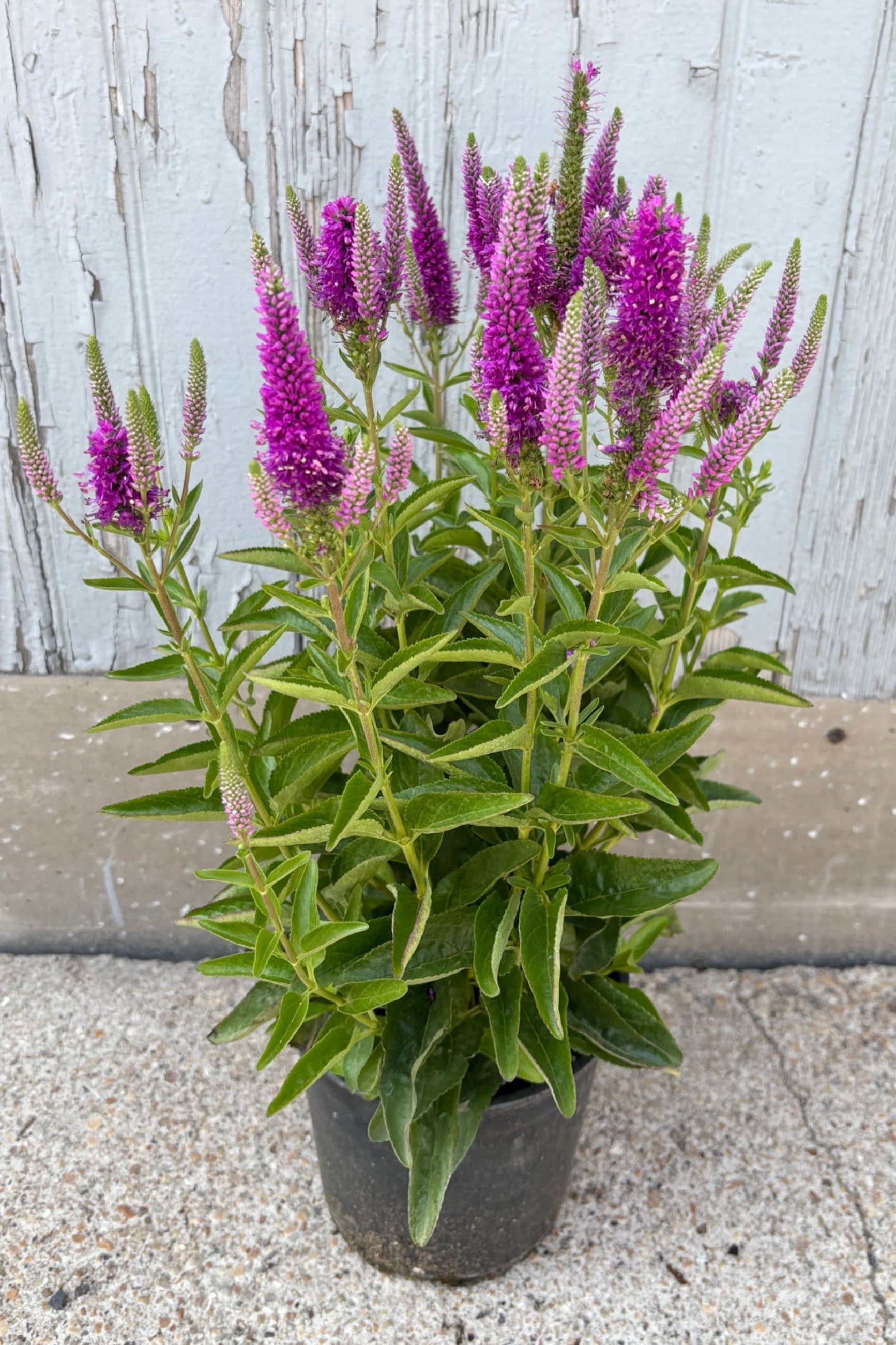 Veronica 'Very Van Gogh' in a #1 growers pot in July in bloom against a wood wall ©Sprout Home