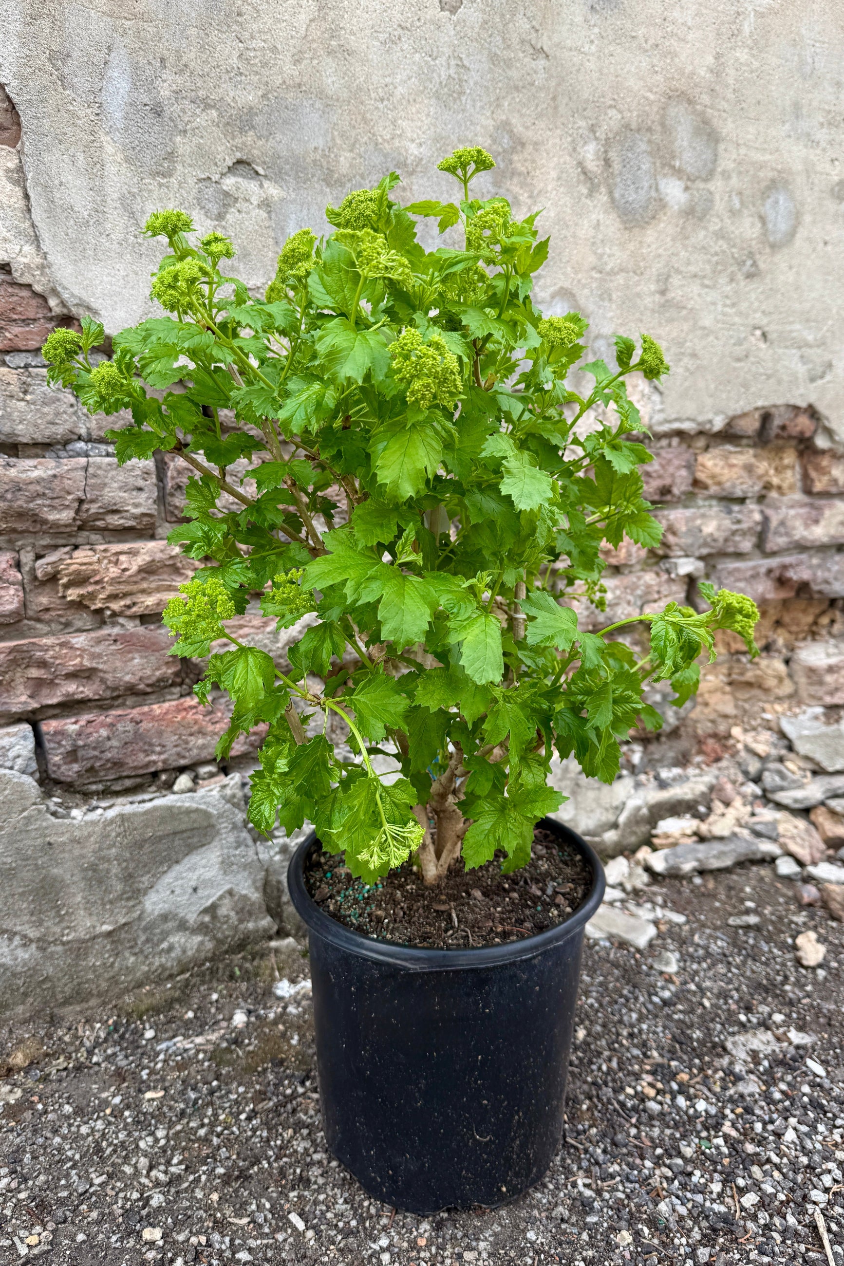 Viburnum opulus 'Roseum' in a #2 growers pot in bud form prior to flowering the middle of April ©Sprout Home