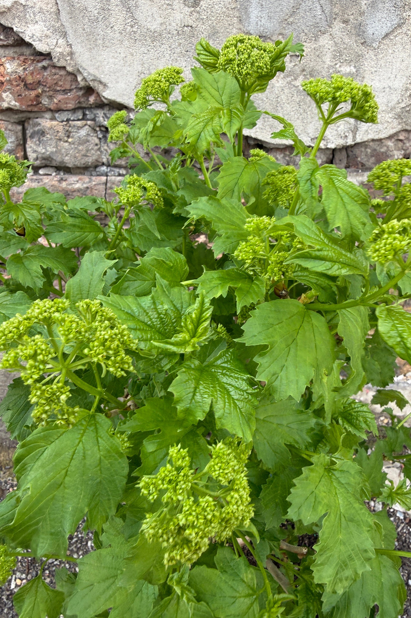 Viburnum opulus 'Roseum' up close showing the closed buds the middle of April ©Sprout Home
