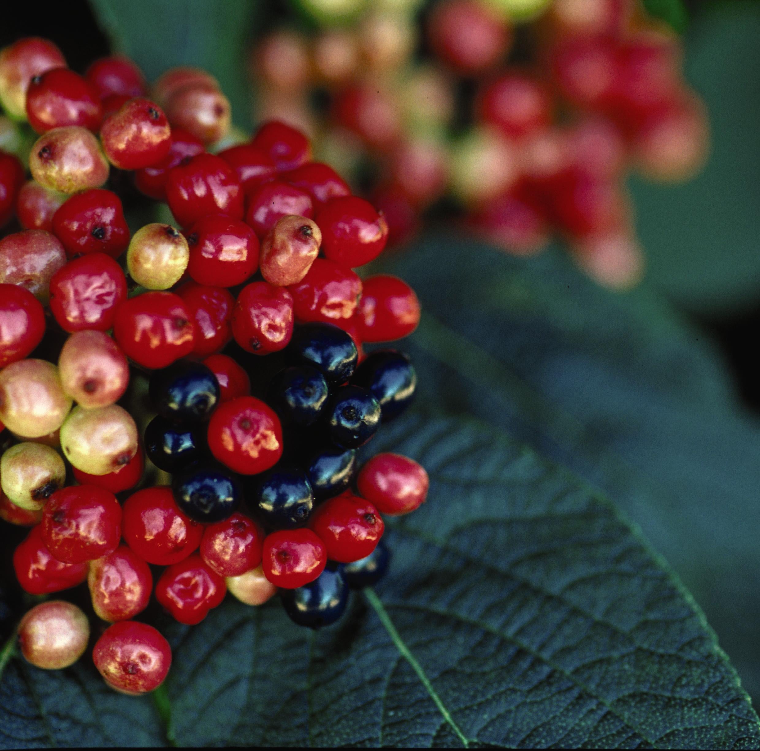 Viburnum lantana 'Mohican' #3