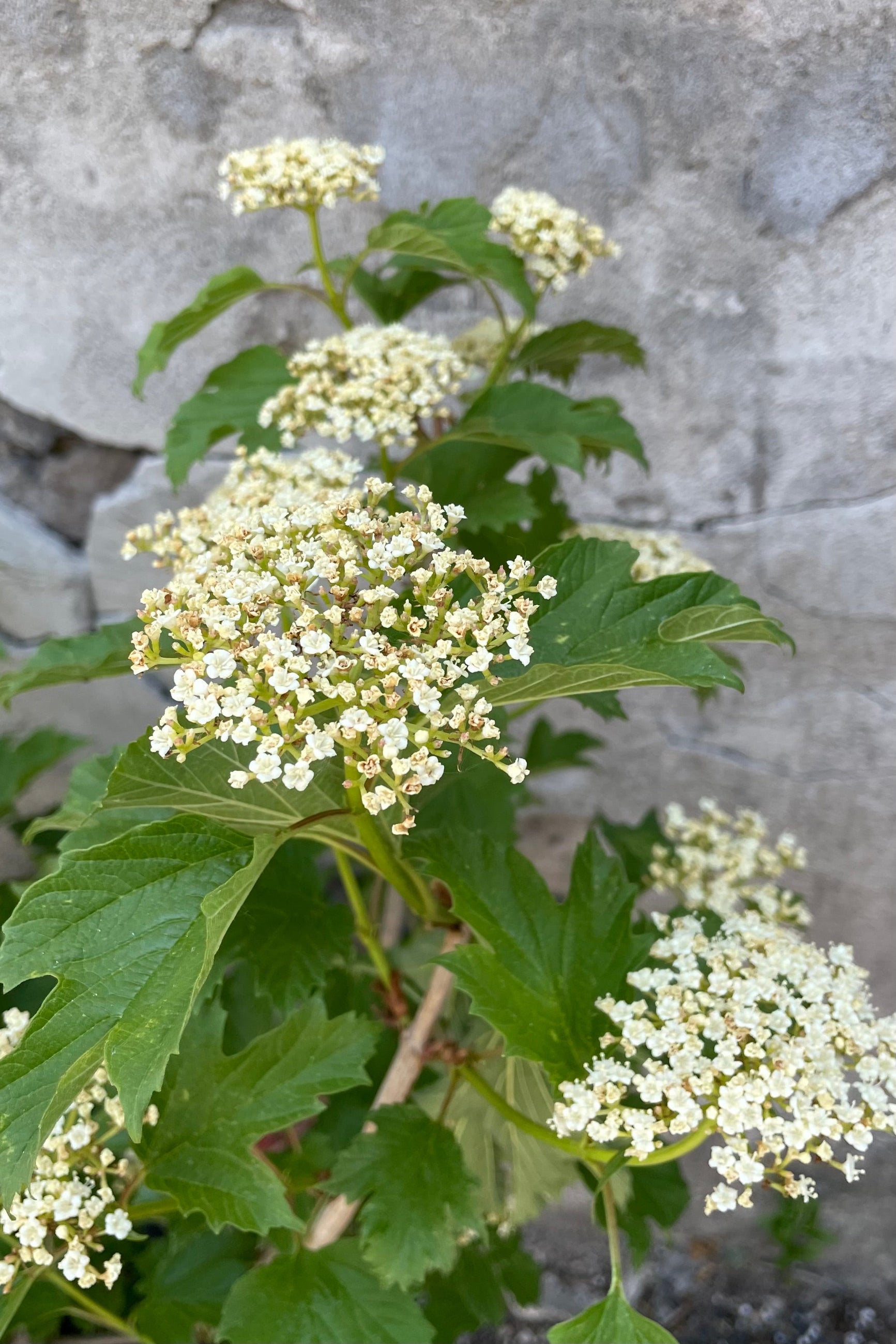 Detail picture of the white blooms of the Viburnum 'Compactum' the beginning of June. ©Sprout Home