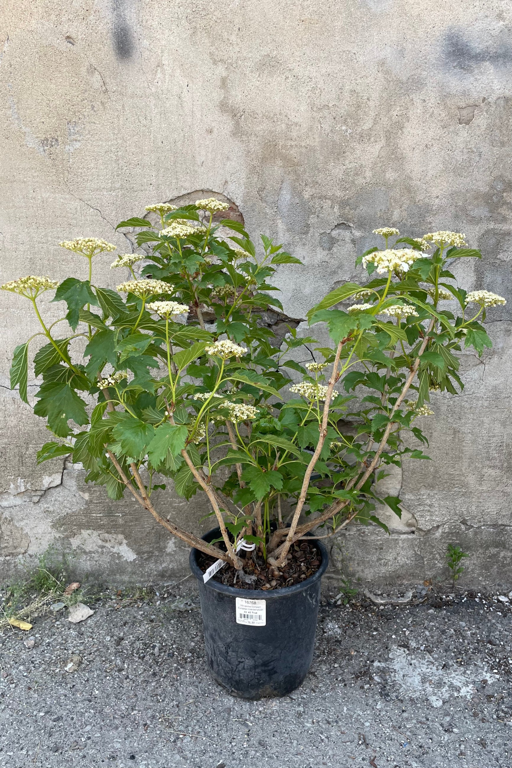 Viburnum 'Compactum' in a #2 growers pot blooming with its white flowers the beginning of June. ©Sprout Home