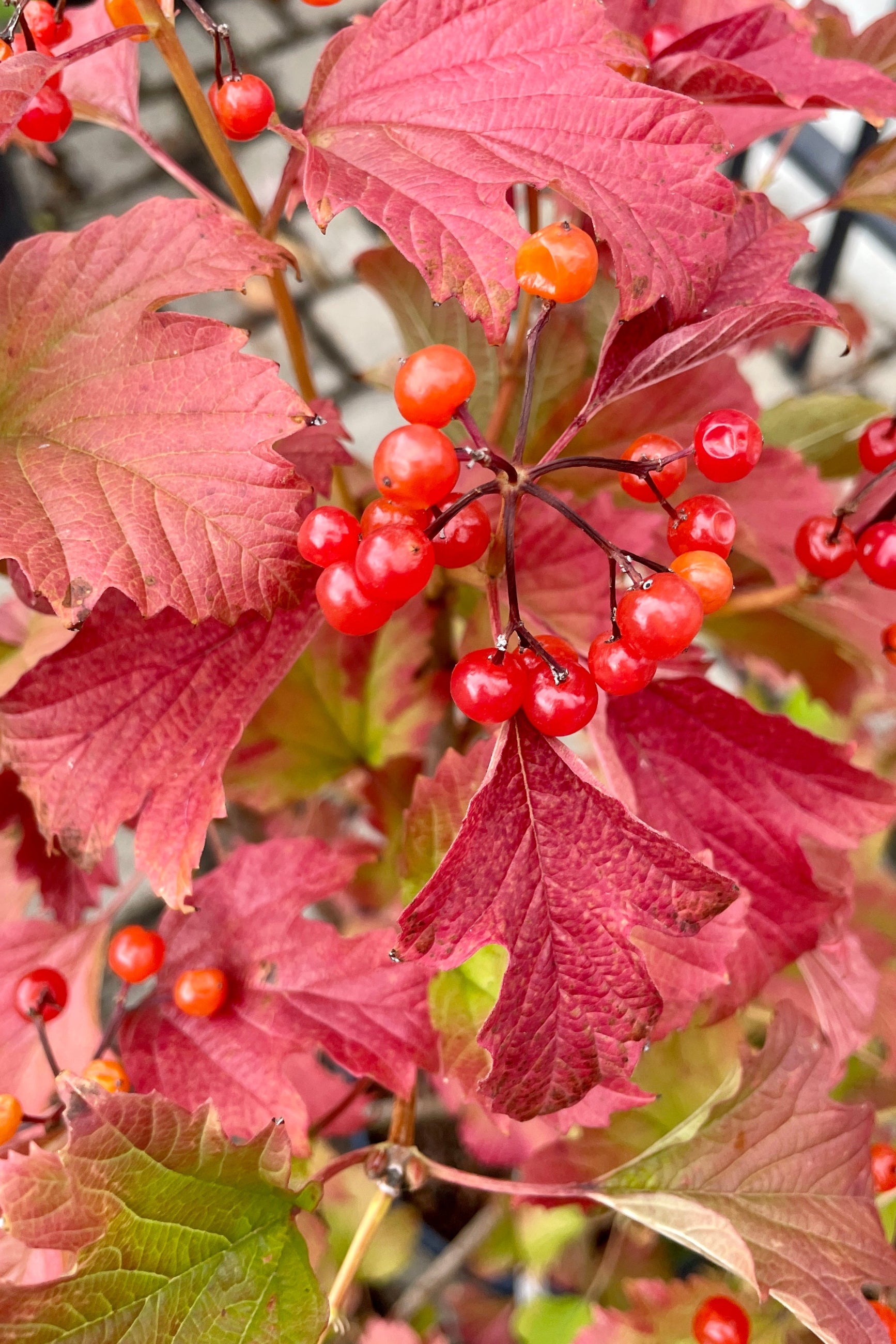 The fall coloration of red leaves and bright red fruit on the Viburnum 'Compactum' the end of October before the leaves drop. ©Sprout Home