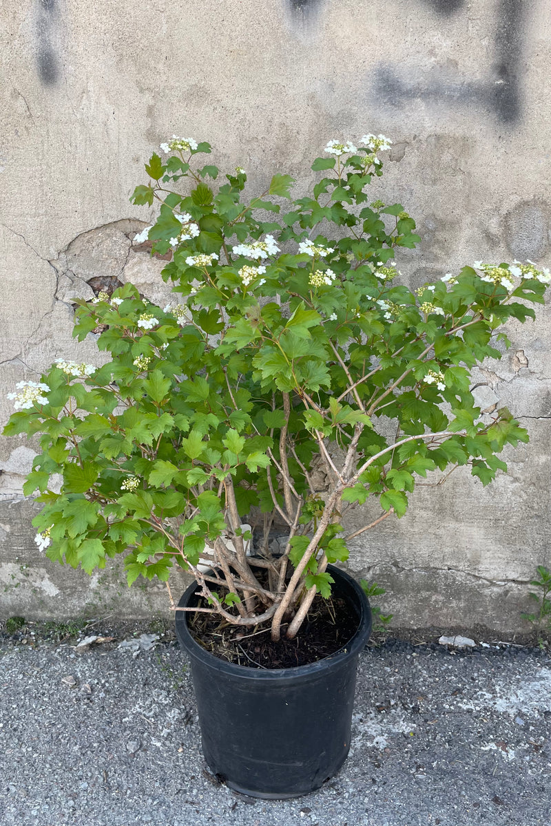 Viburnum 'Compactum' in bloom with white flowers in a #5 growers pot mid May against a concrete wall. 
