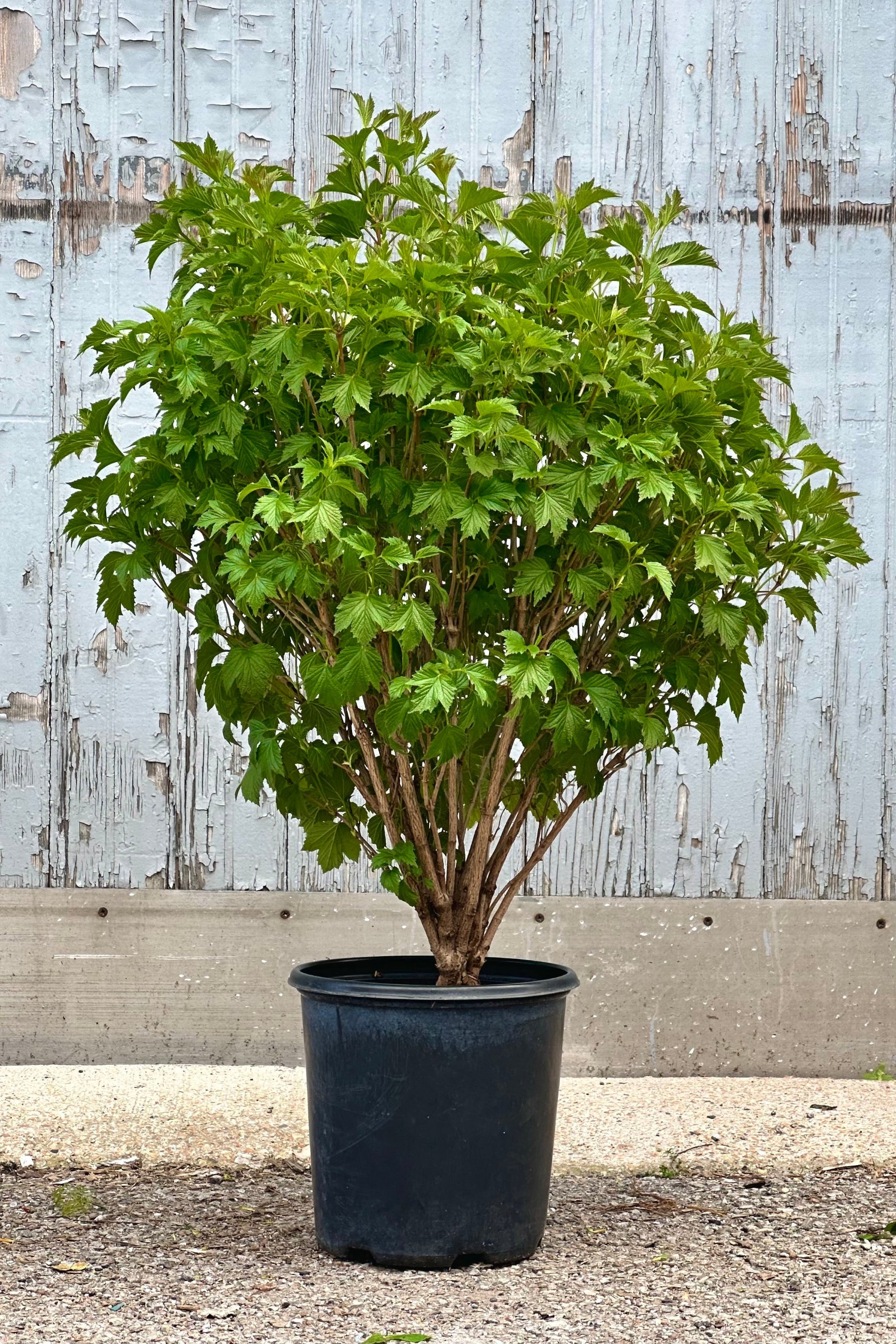 Viburnum 'Bailey Compact' in a #2 growers pot the end of April with its textural green leaves. ©Sprout Home