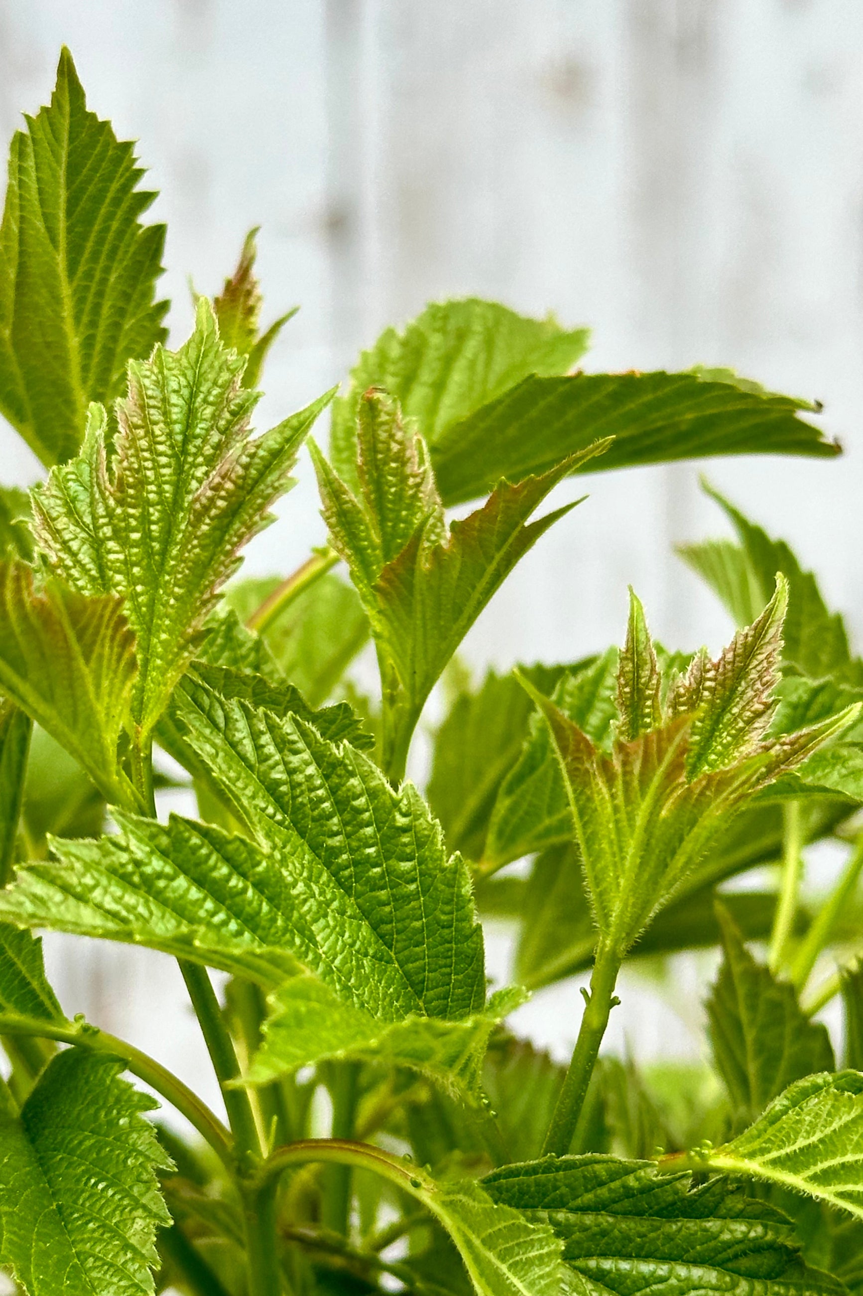 A detail of the leaves of the Viburnum 'Bailey Compact' American cranberry bush ©Sprout Home