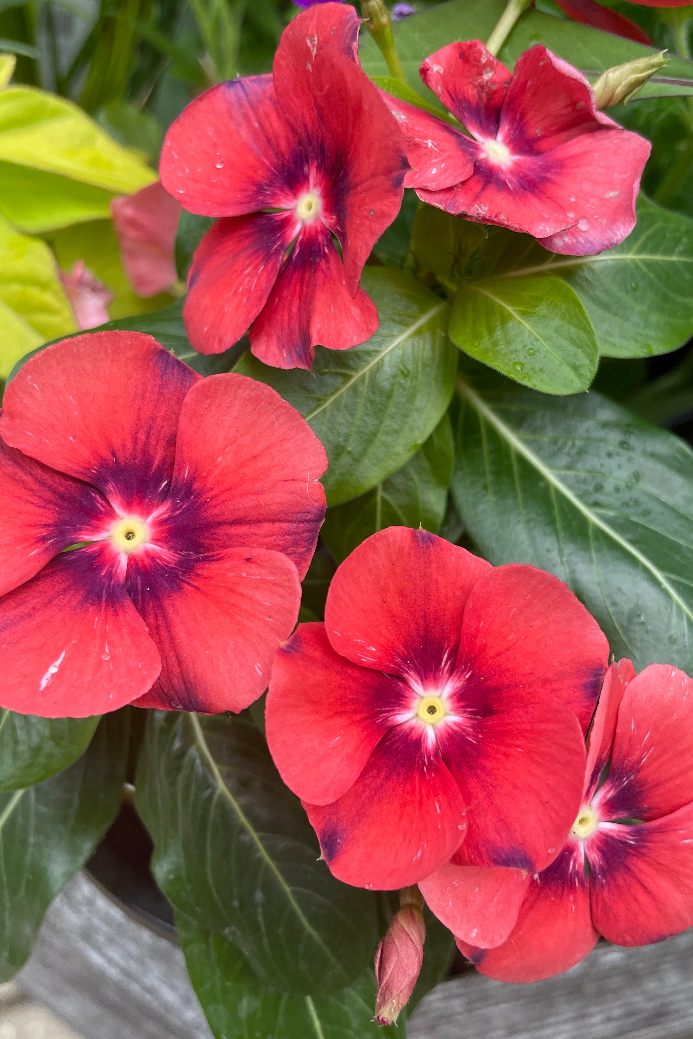 Vinca 'Tattoo Tangerine' mid may up close showing the open fuchsia orange flowers with purple eyes.