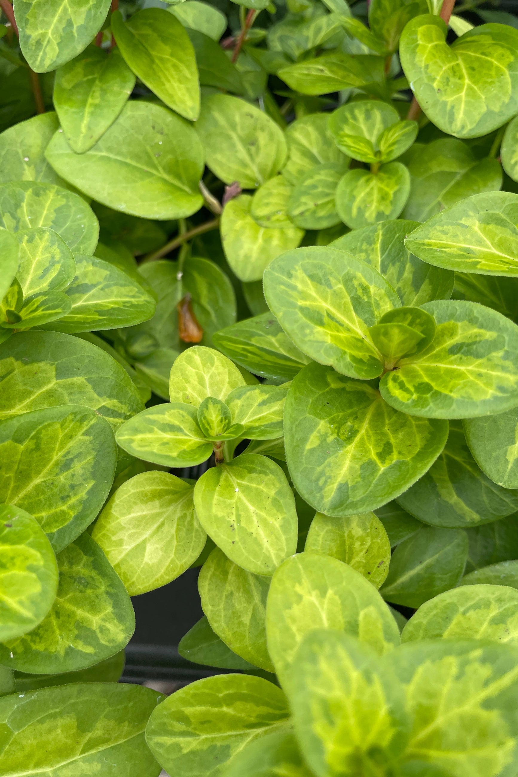 Close up of a VincaVine "Maculata" the beginning of April showing the ovate leaves up close ©Sprout Home