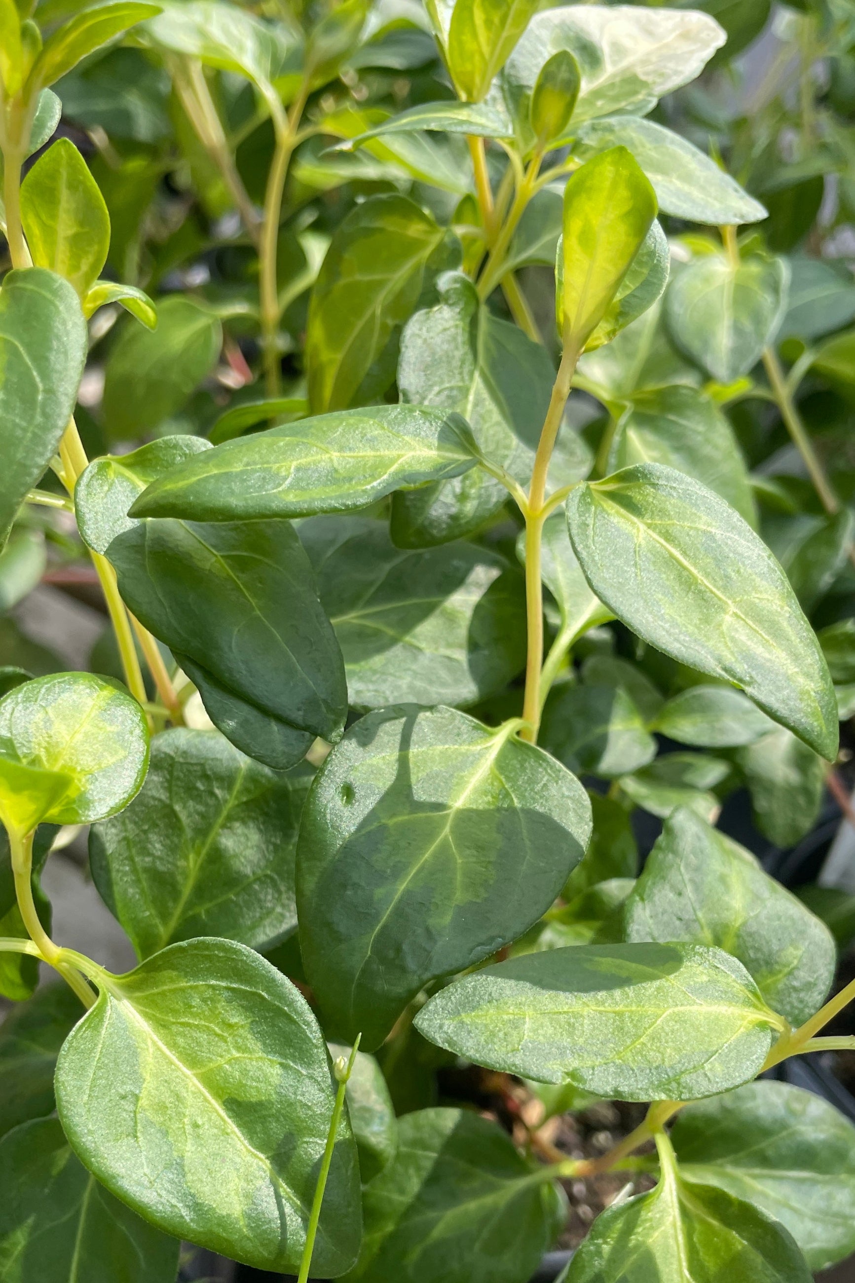 Close up of heart shaped variegated annual vinca vines ©Sprout Home