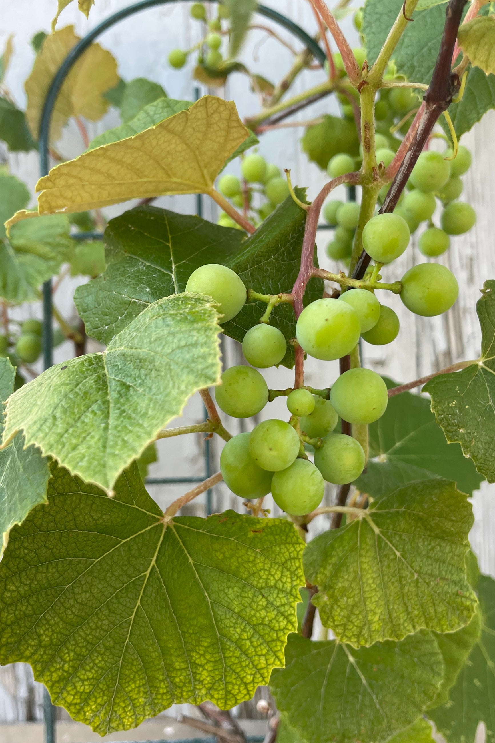 Close up photo of a grape vine on a small trellis in front of a gray wall. The plant has large green leaves with three subtle points. Immature green grapes hang in clusters among the leaves. Photo taken in early July. ©Sprout Home