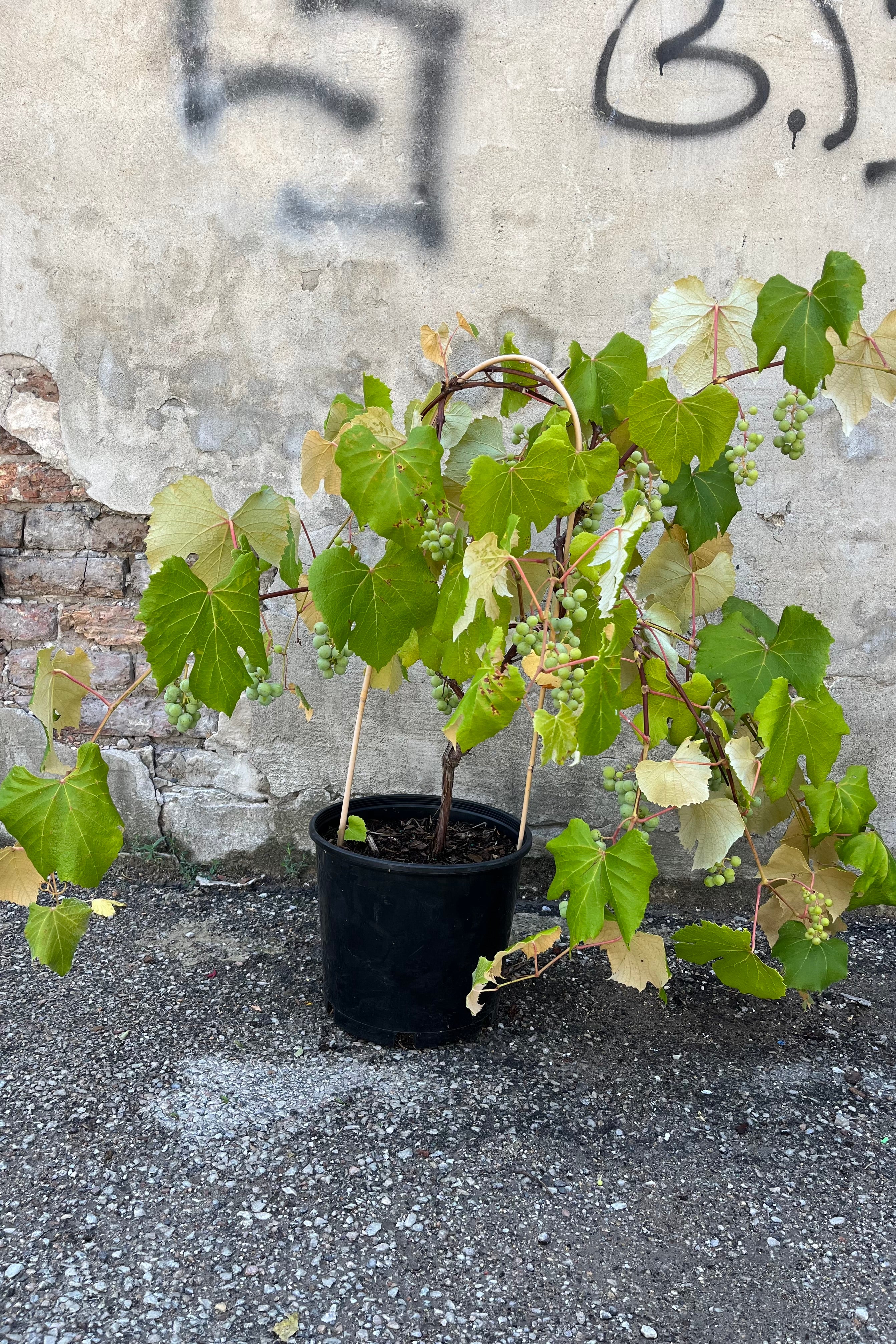 Vitis L 'concord seedless' shown in a #3 growers pot, lush green leaves on extending vines with grape clusters forming ©Sprout Home