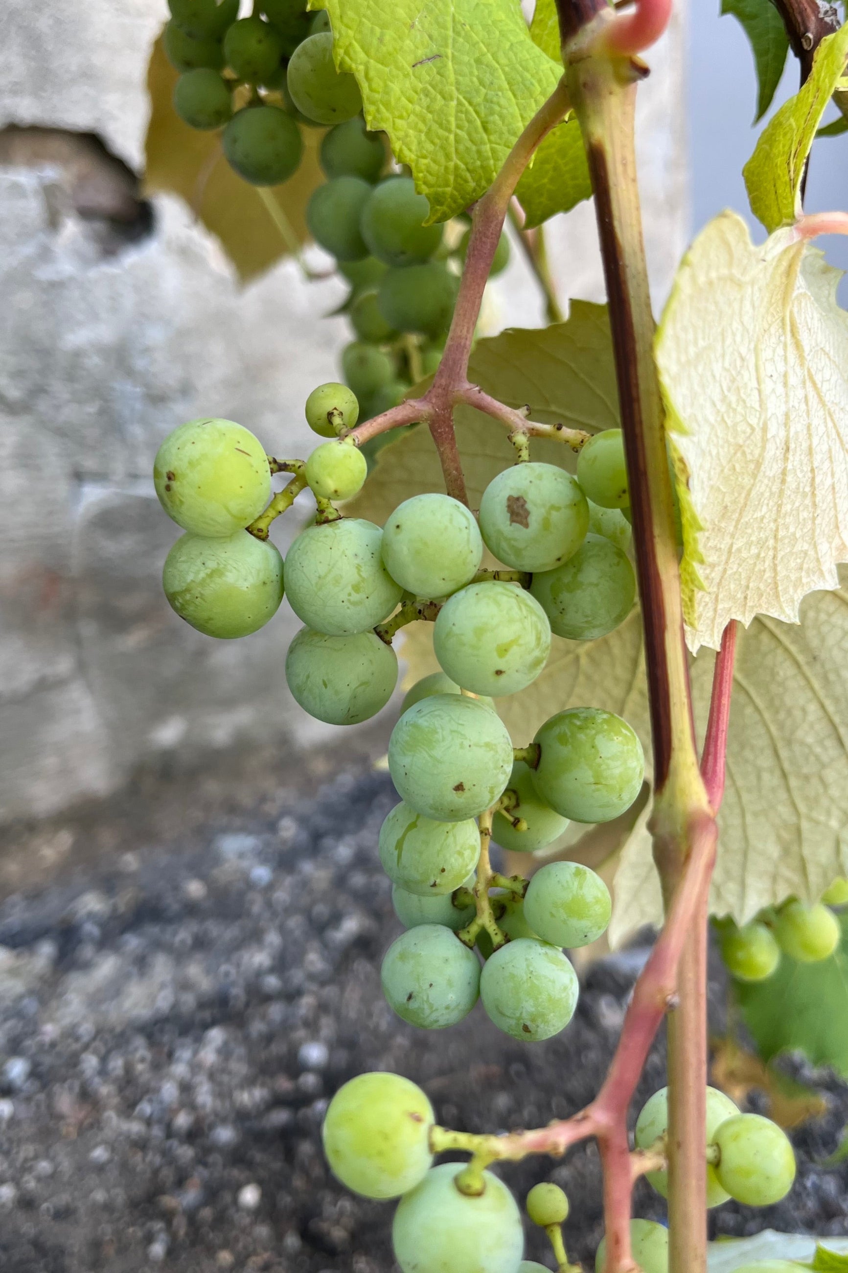 detail of Vitis L 'concord seedless' showing a cluster of green grapes ripening on a reddish vine with green leaves, shown late July ©Sprout Home
