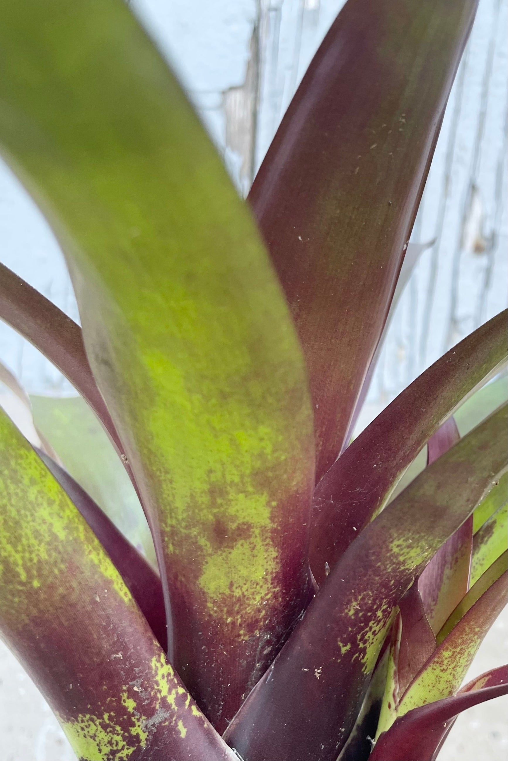 Close up of green and purple leaves of Vriesea ©Sprout Home
