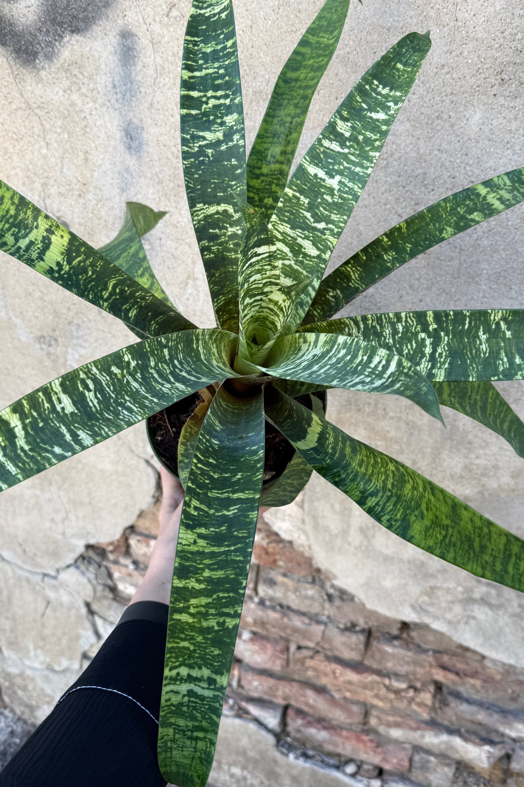 Person holding a Vriesea against a textured wall. ©Sprout Home