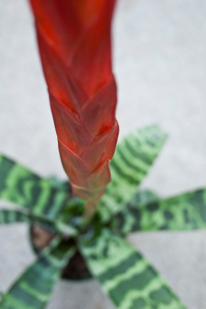 Close-up of a Vriesea splendens plant on a light background ©Sprout Home