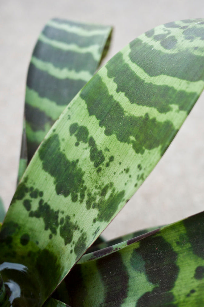 Green and black patterned Vriesea splendens on a light gray background ©Sprout Home