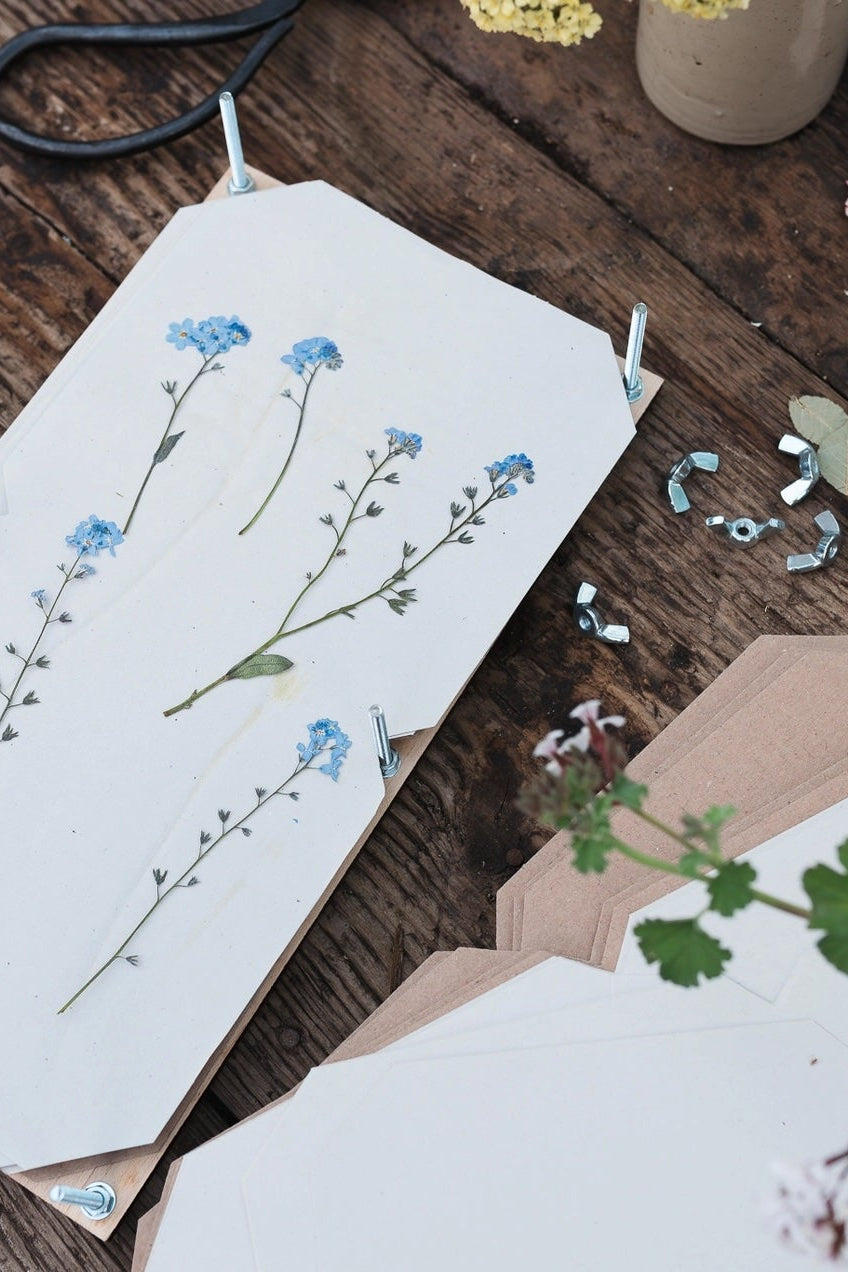 Small blue flowers on a white page within a press on a wooden table. View looking down. ©Studio Wald