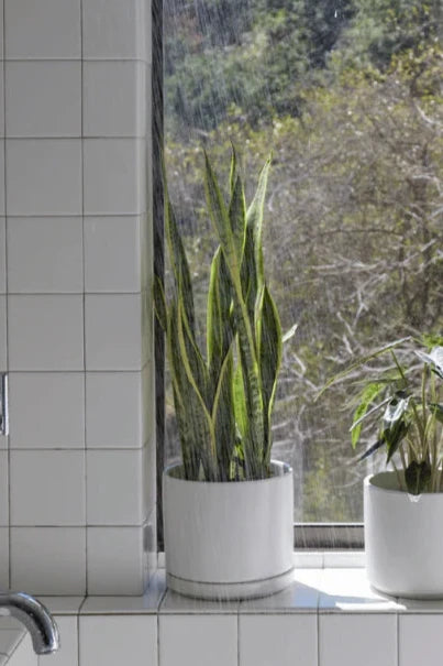LBE Design white solid goods cylinder and saucer planted with a SnakePlant in a white tiled room with a picture window.