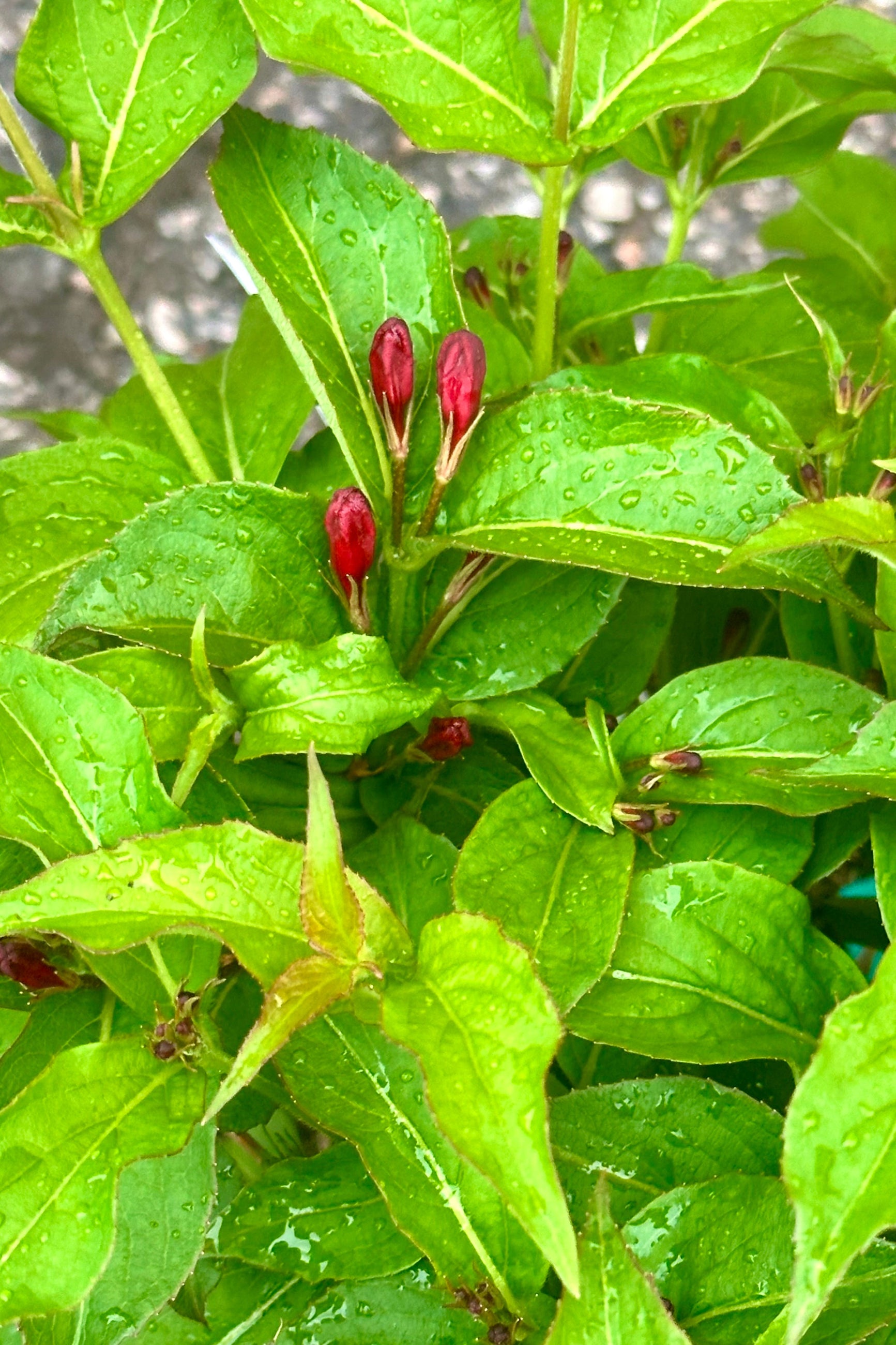 The red buds about to open the beginning of May on the Weigela 'Sonic Bloom' shrub at Sprout Home. ©Sprout Home
