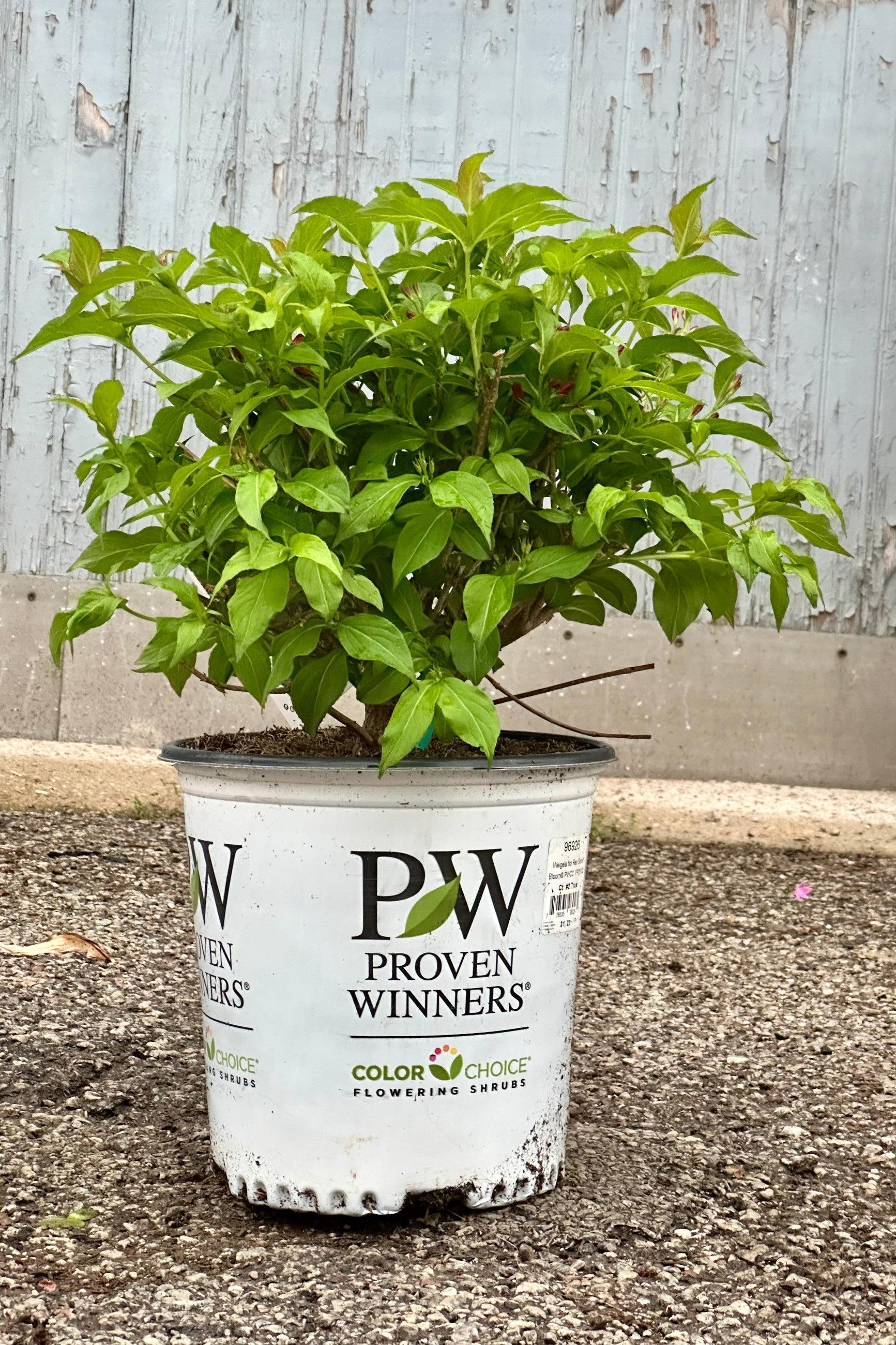 Weigela 'Sonic Bloom' in a #2 growers pot the beginning of May starting bud. ©Sprout Home