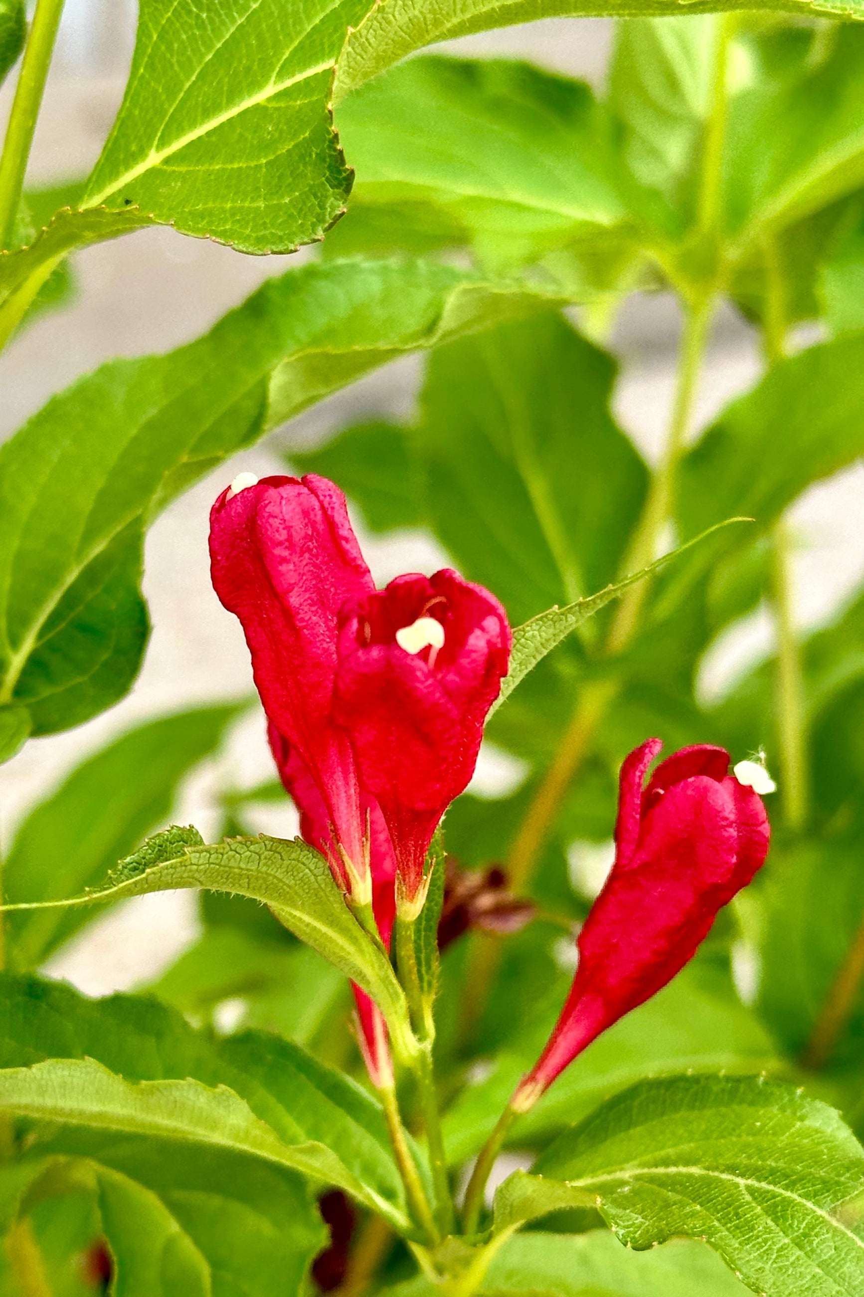 the red tubular flowers on the Weigela 'Sonic Boom' shrub the middle of June ©Sprout Home